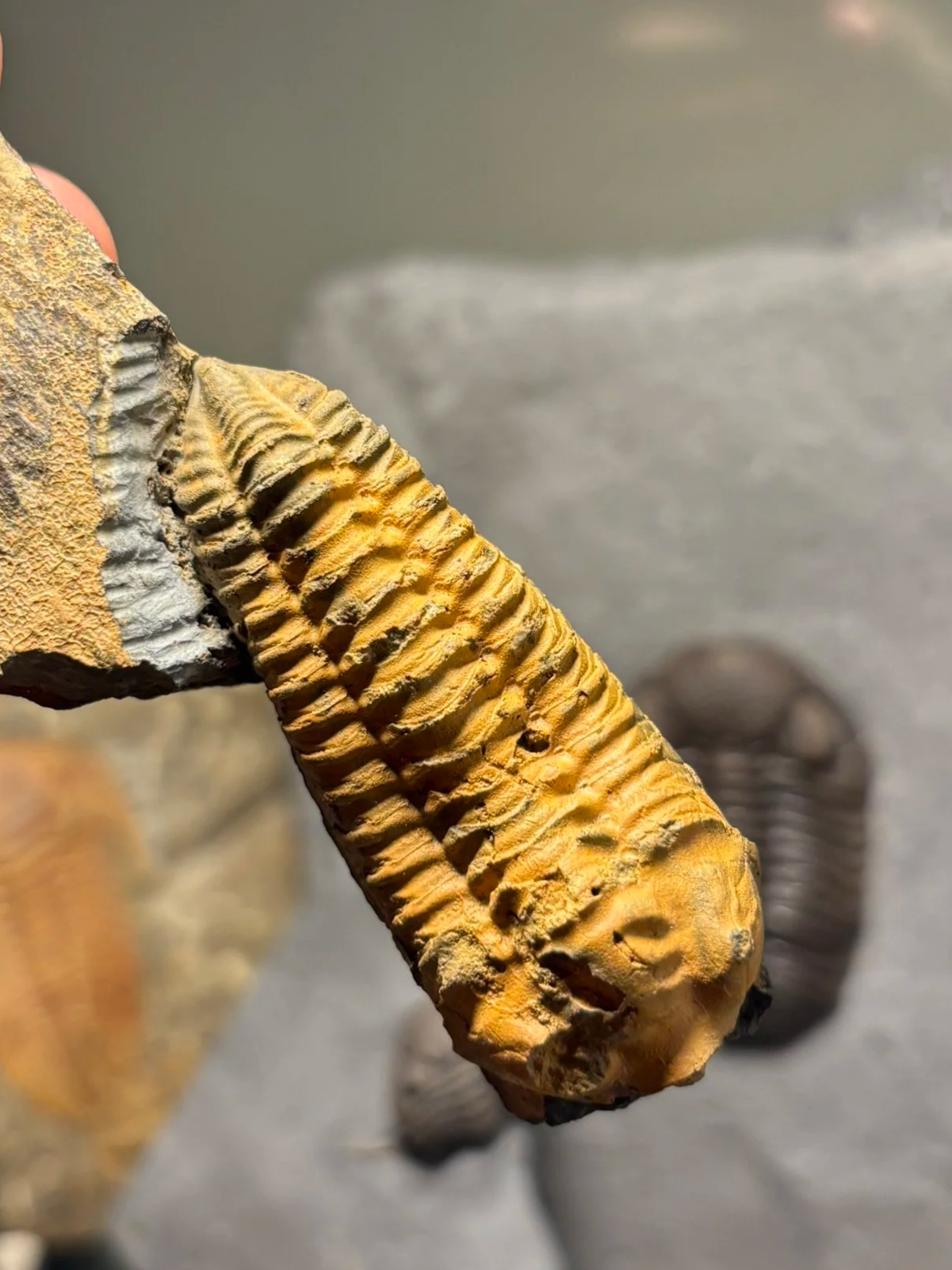 59mm Neseruretus tristani, Middle Ordovician, Darrivilien Stage, St Aubin des Chateaux, Loire, France