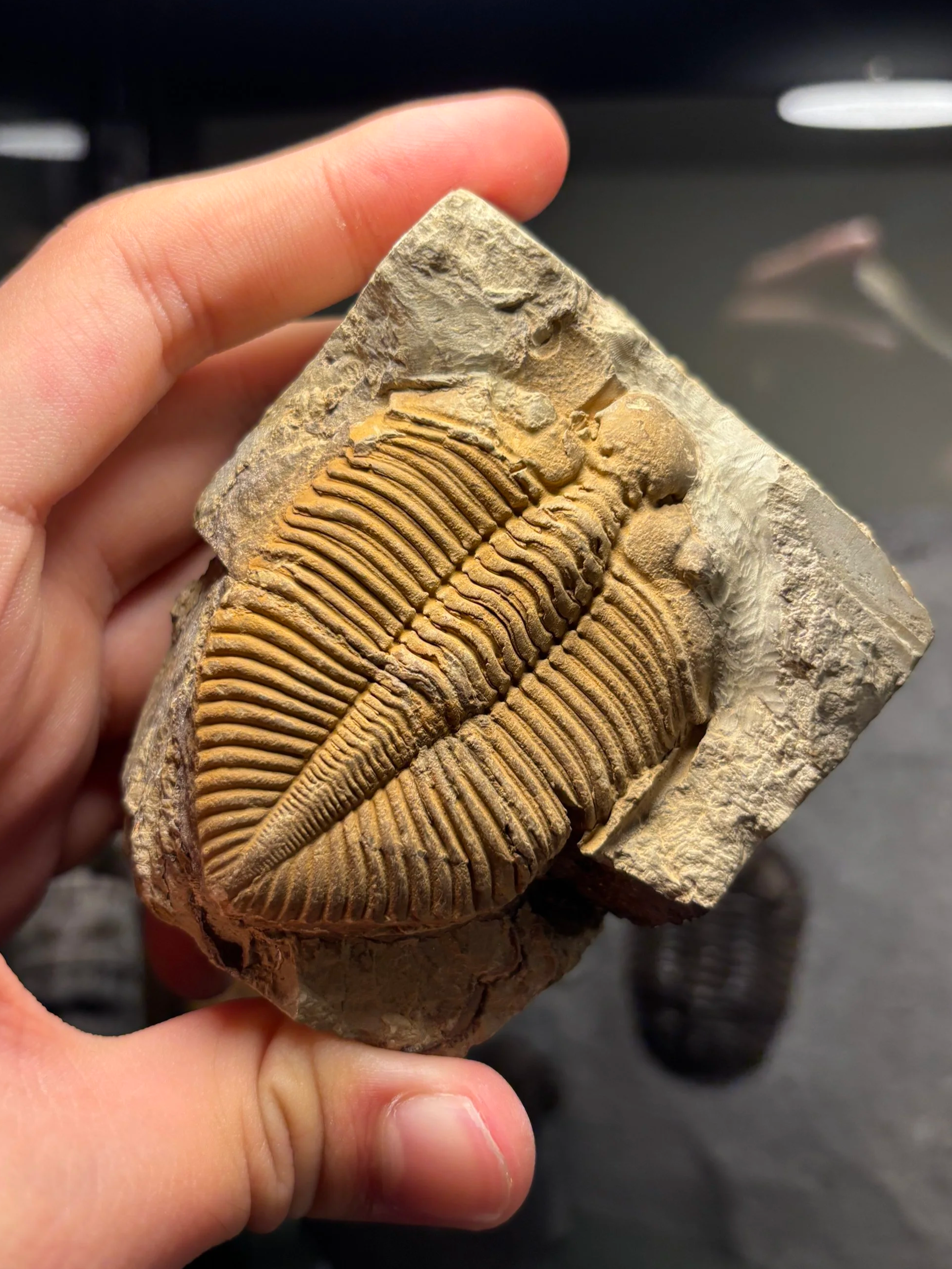 67mm Coronocephalus gaoluoensis molt, Early Silurian(Llandovery stage), Xiushan formation, Yongshun county, Western Hunan province