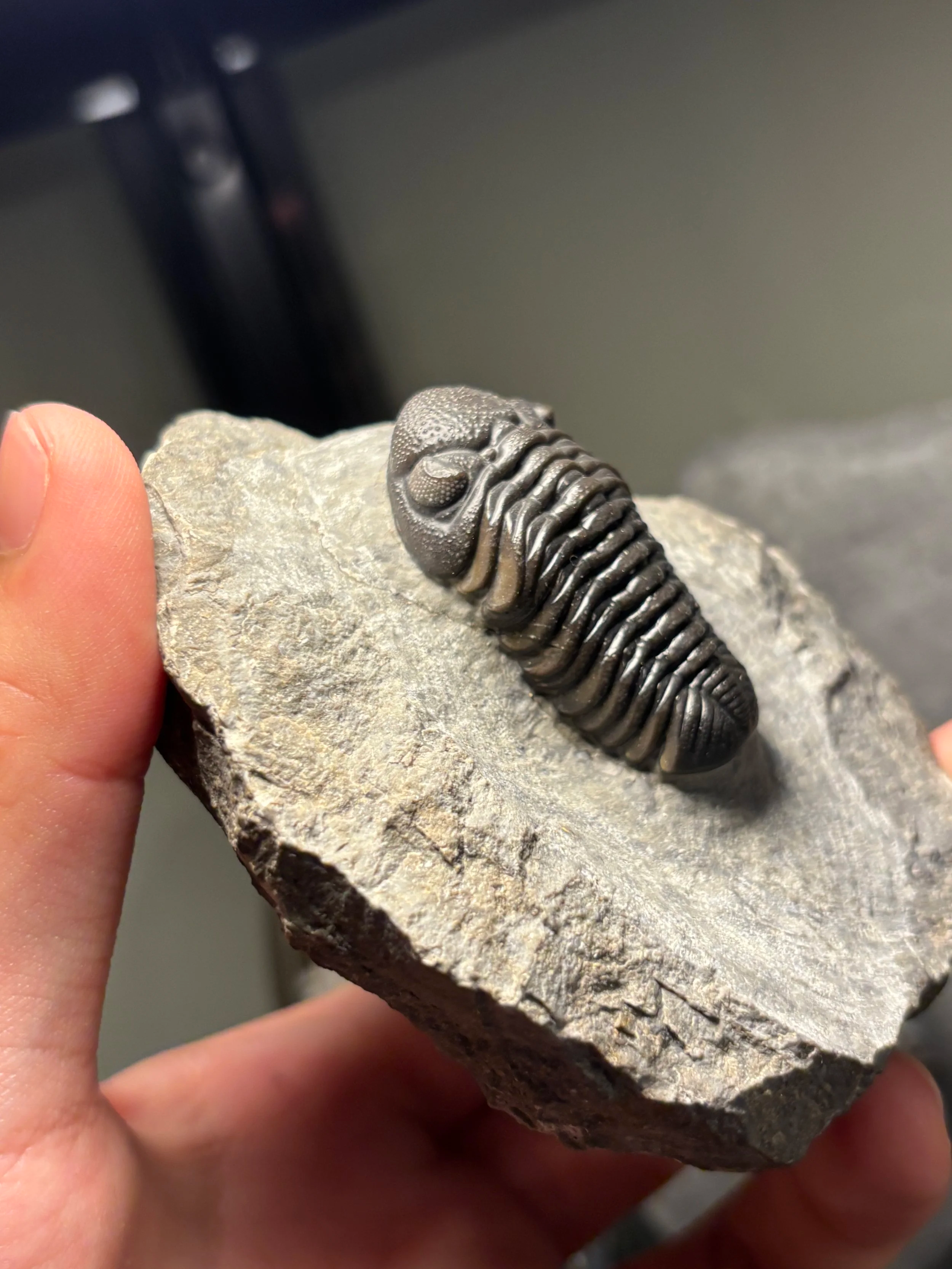 angle of eye-Morocops ovatus, Lower Devonian Emsian stage, Taharajat Jbel Oufaten, Drâa-Tafilalet, Morocco