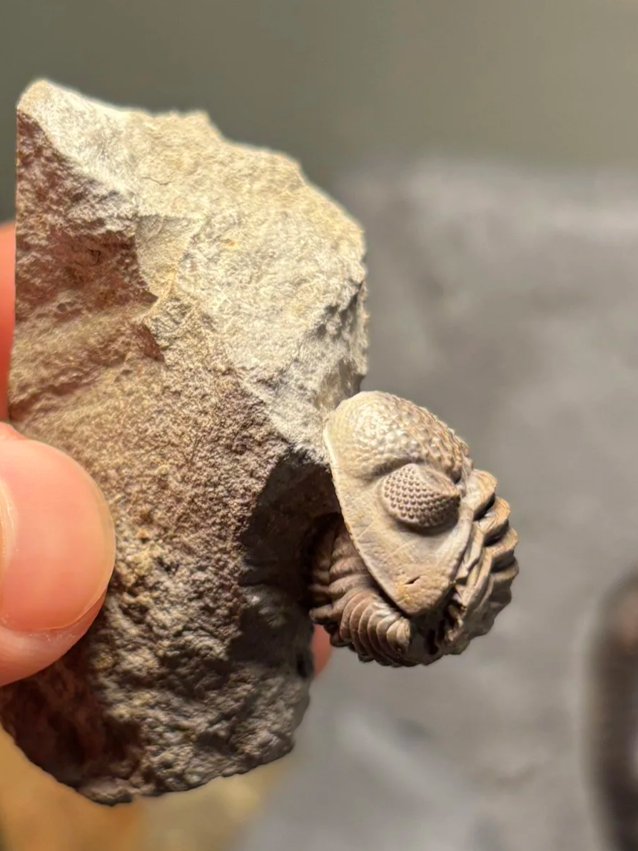 22mm, Geesops schlotheimi, Middle Devonian-Eifelian Stage, Ahrdorf Formation, Flesten-Member, Gees, Eifel Region, Germany