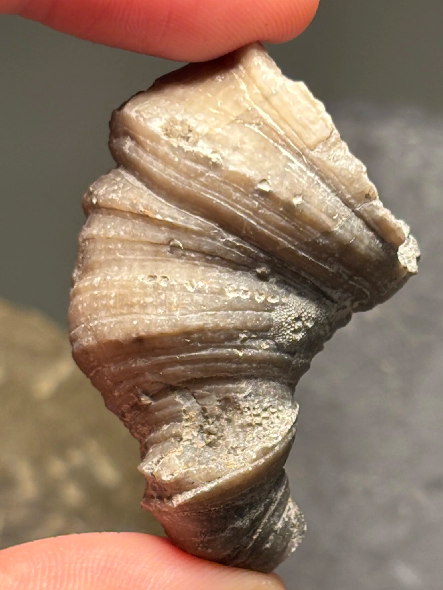 43mm solitary rugose coral Heliophyllum halli, Middle Devonian period-Givetian stage, Arkona Formation, Southern Ontario, Canada