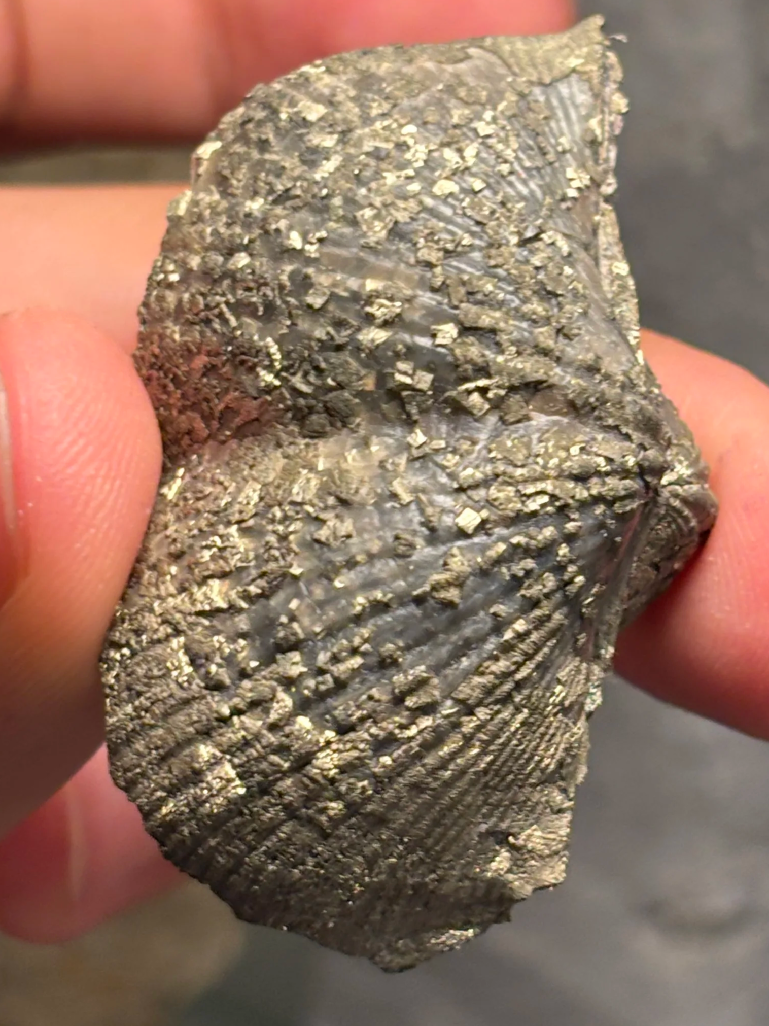 52mm Paraspirifer bownockeri, Middle Devonian-Givetian stage, Paulding, Ohio, Silica Formation