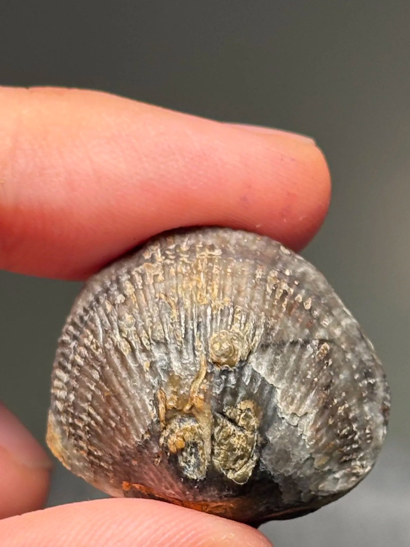 Atrypa sp. brachiopod, Middle Devonian-Givetian stage, Morocco
