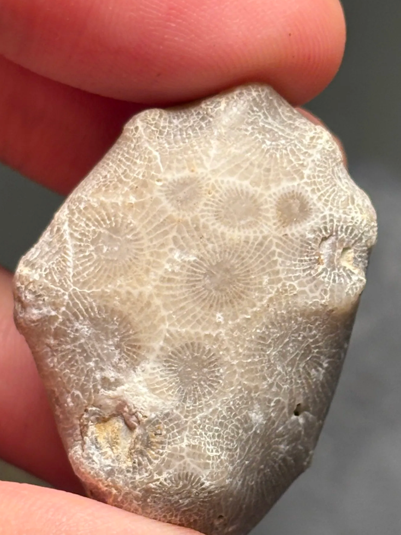 35mm colonial rugose coral Hexagonaria percarinata, Middle Devonian, Gravel Point Formation, Michigan, U.S