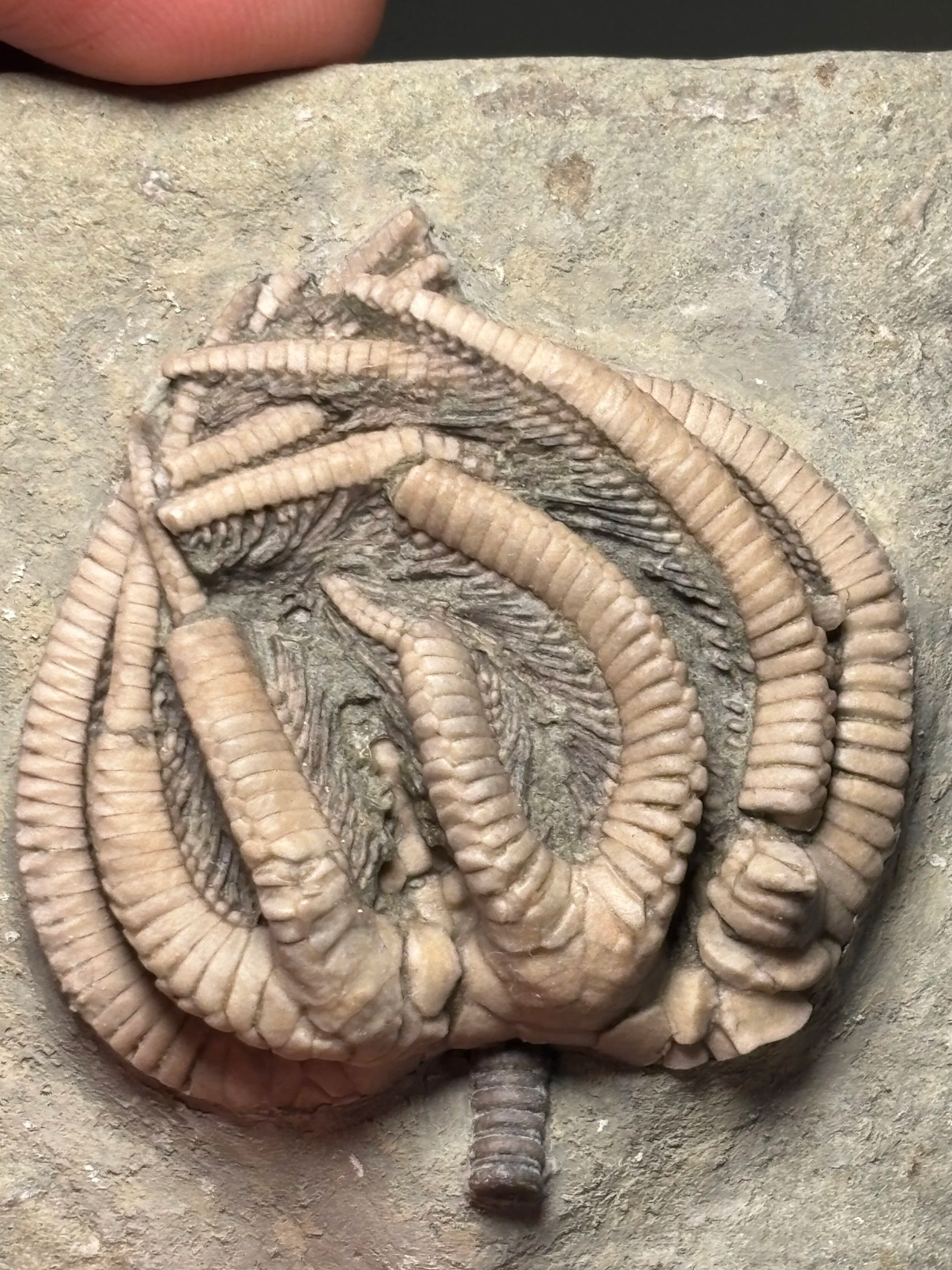  46mm Agariocrinus americanus, Crawfordsville, Indiana, Edwardsville Formation, Carboniferous-Mississippian 
