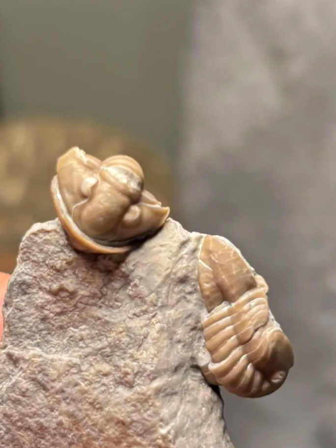 one of the last trilobites: proetid Comptonaspis swallowi, Chouteau Formation, Upper Carboniferous-Mississippian Subsystem, Sedalia, Missouri 