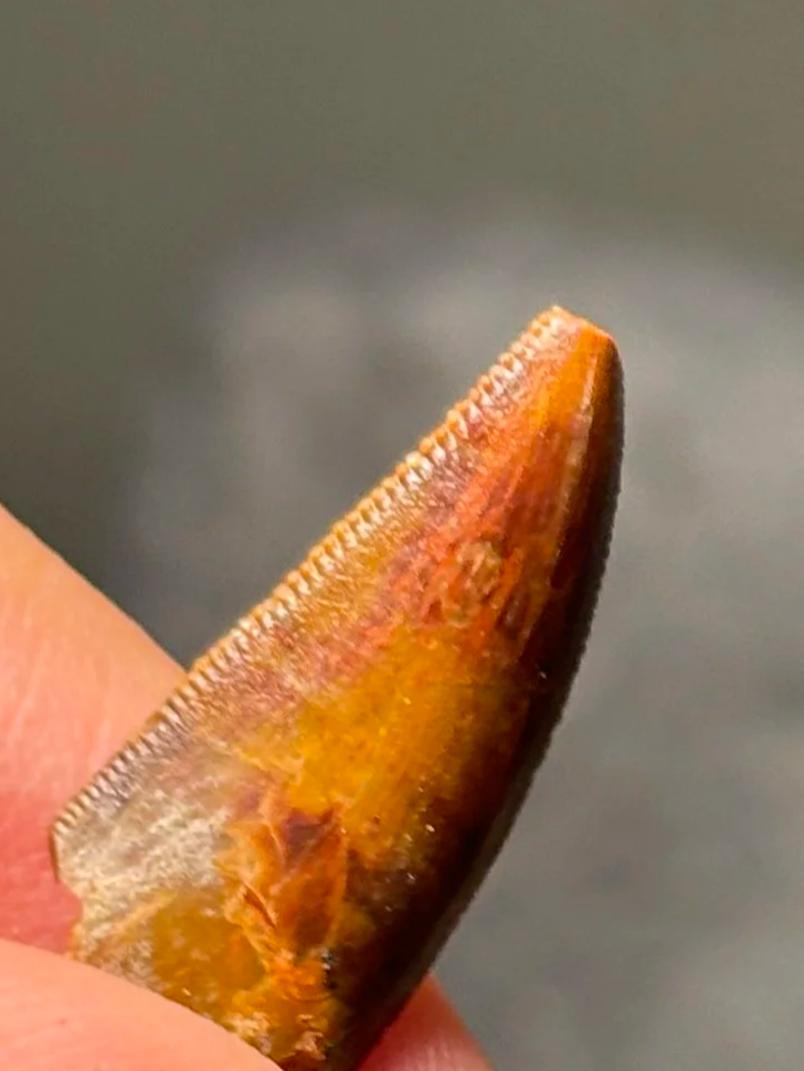 Abelisaur theropod tooth, Late Cretaceous, Kem Kem Beds, Morocco