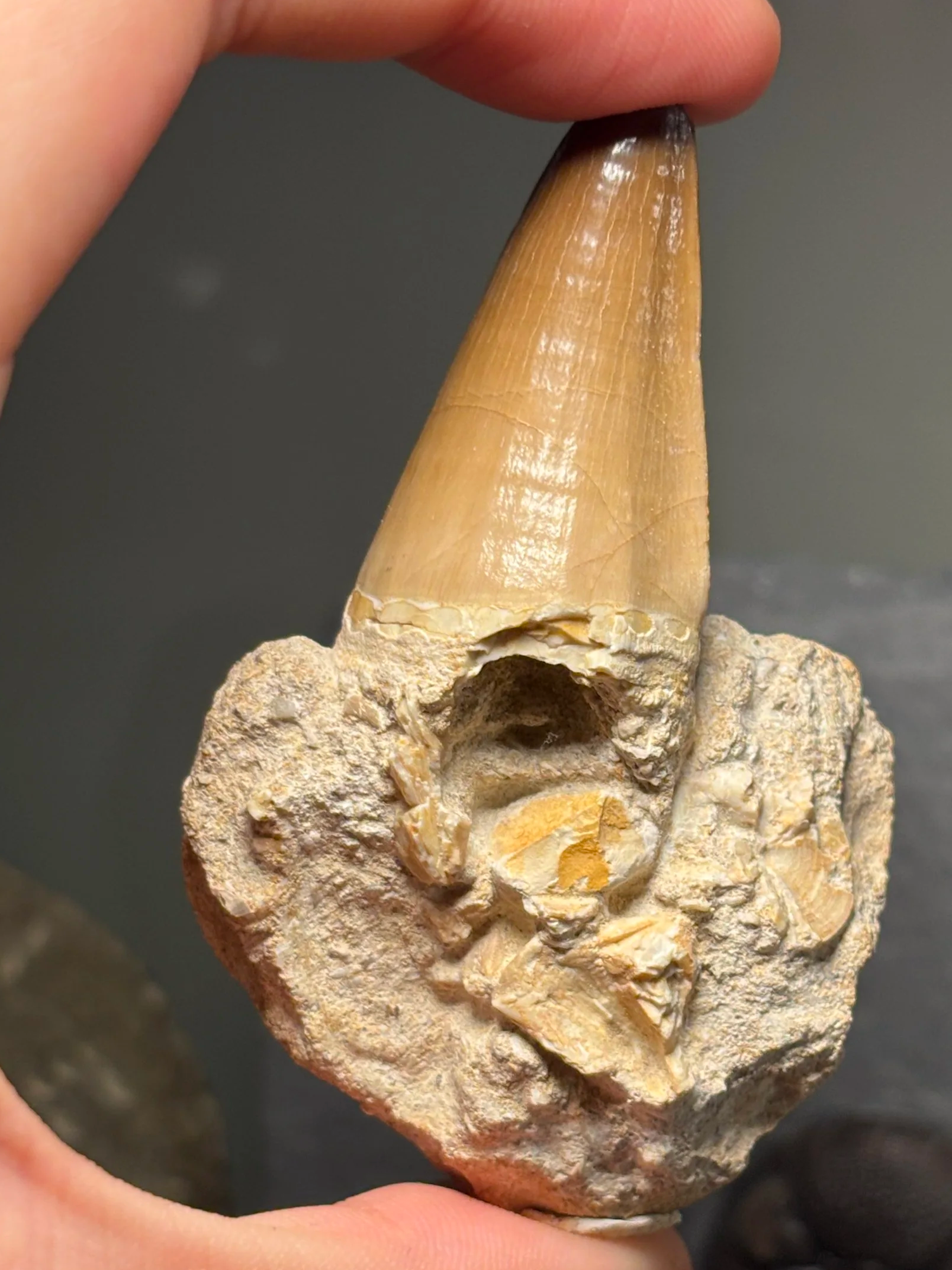 rooted Mosasaurus beaugei tooth, Late Cretaceous, Phosphate Mines, Khouribga, Morocco