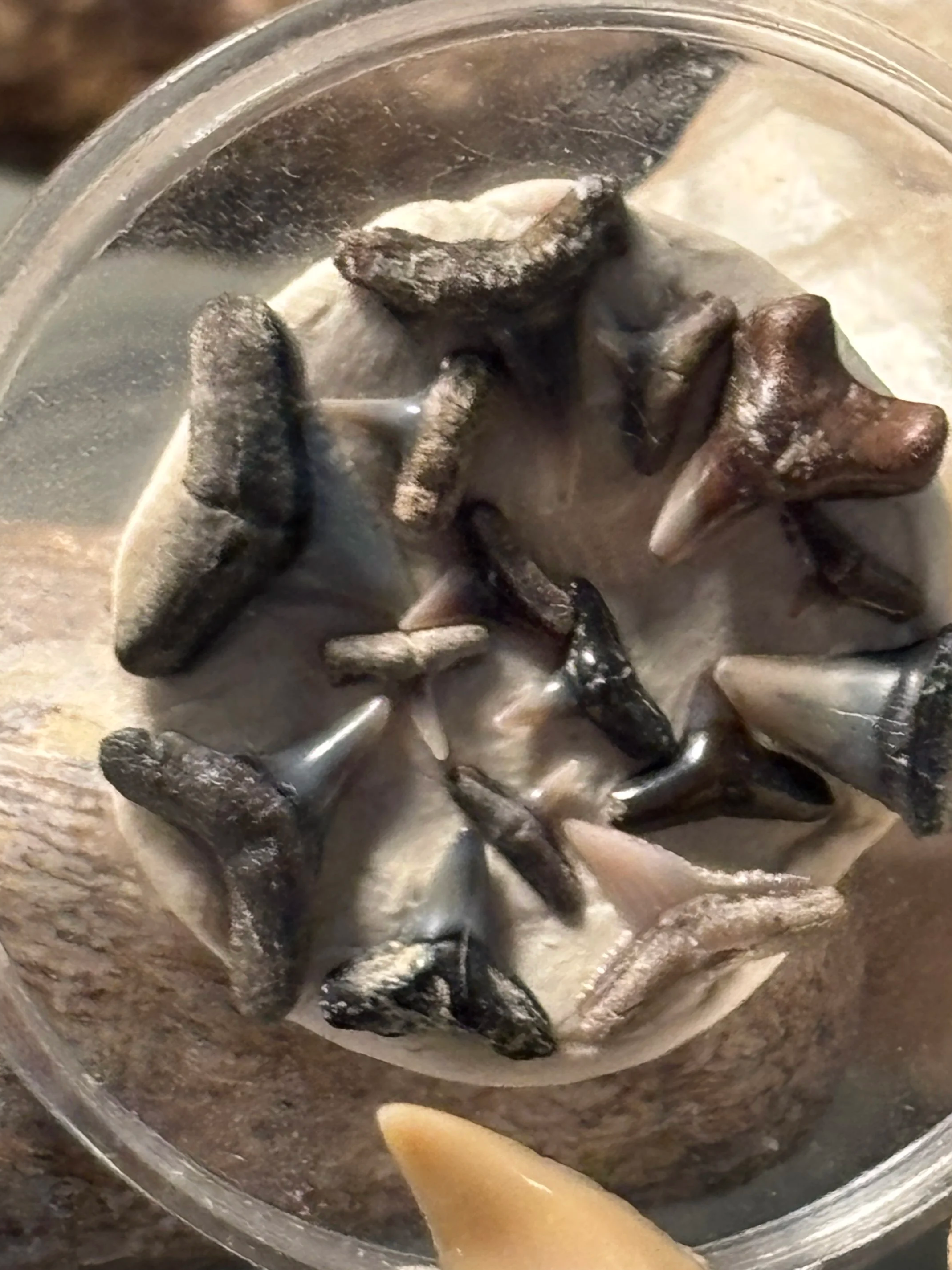 Assortment of Bull Shark, Sand Shark, and extinct genera from Lee Creek, Aurora NC, USA