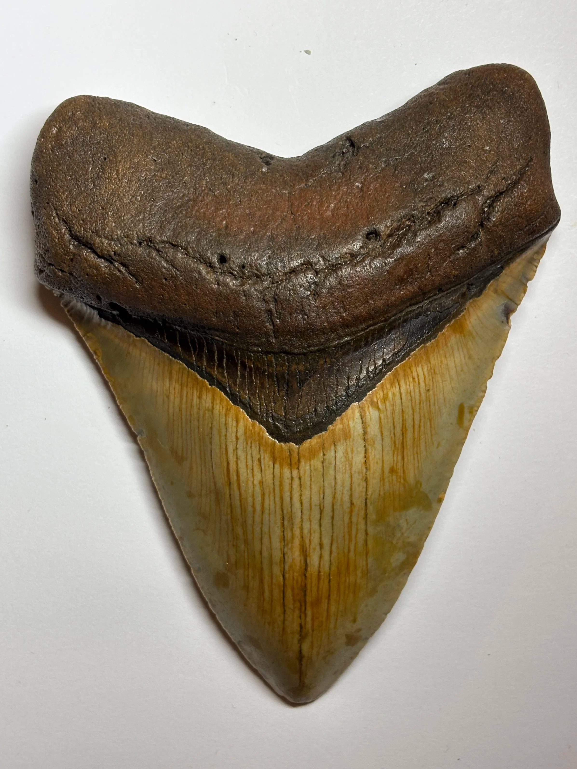 Otodus megalodon, Middle Miocene, found on dive off SE Coast of United States, 4.617 inches, 117mm