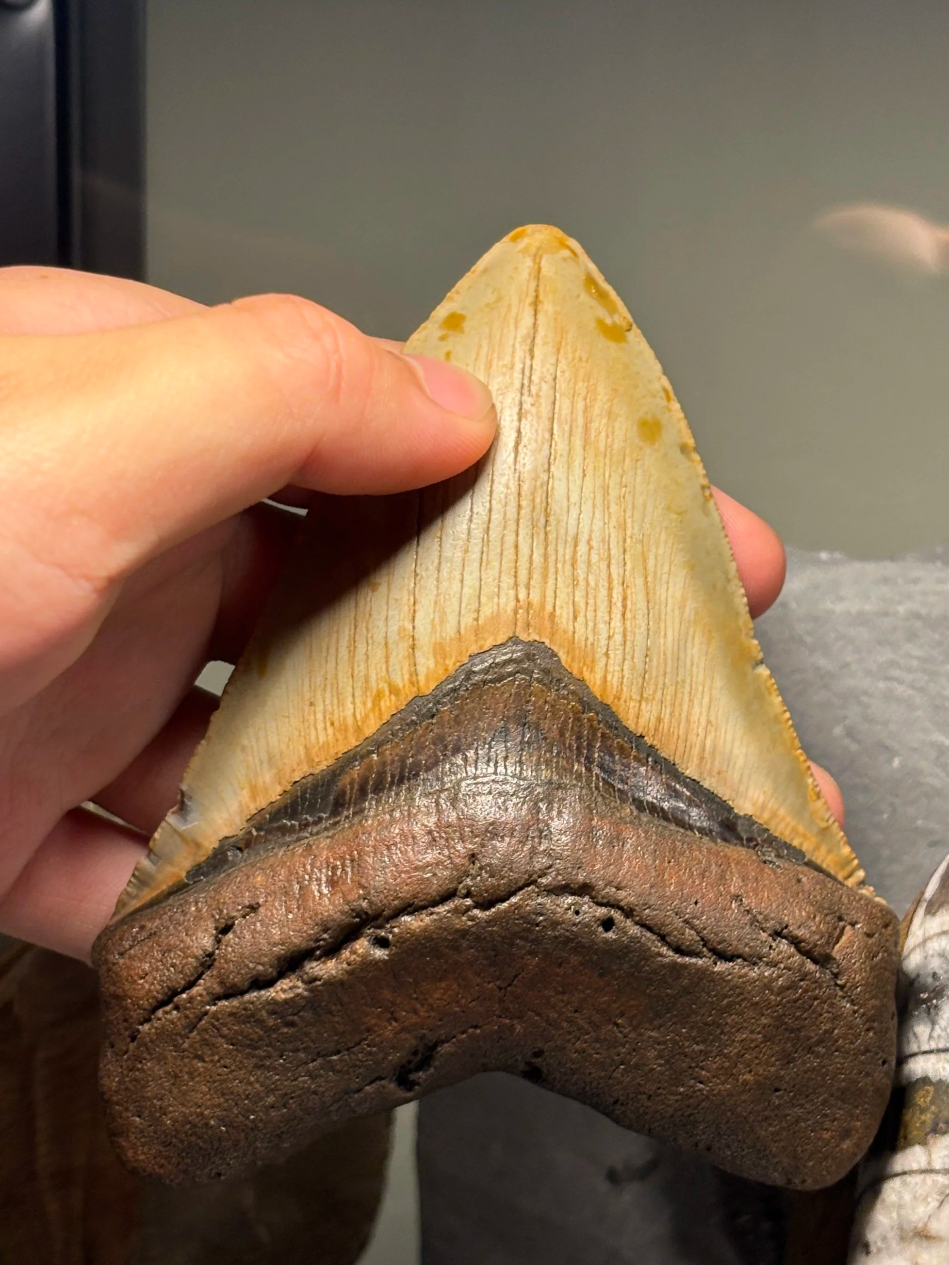 Megalodon