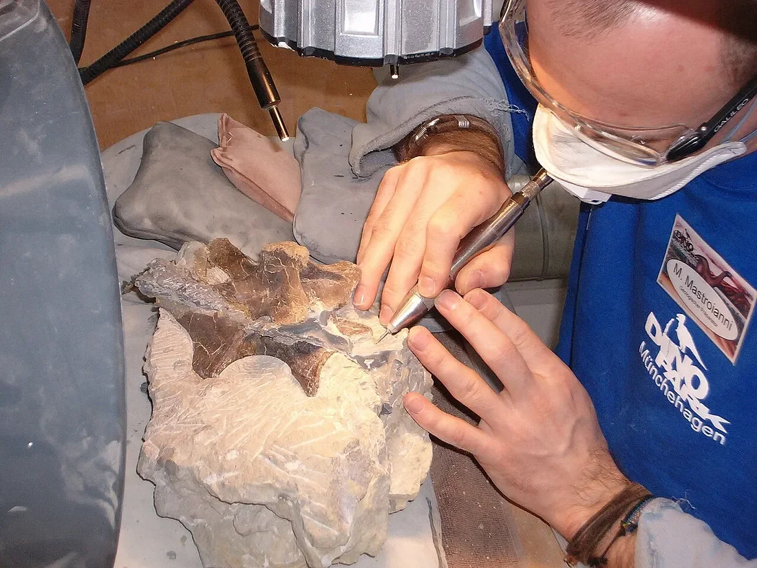 Tools &amp; Techniques for Fossil Preparation