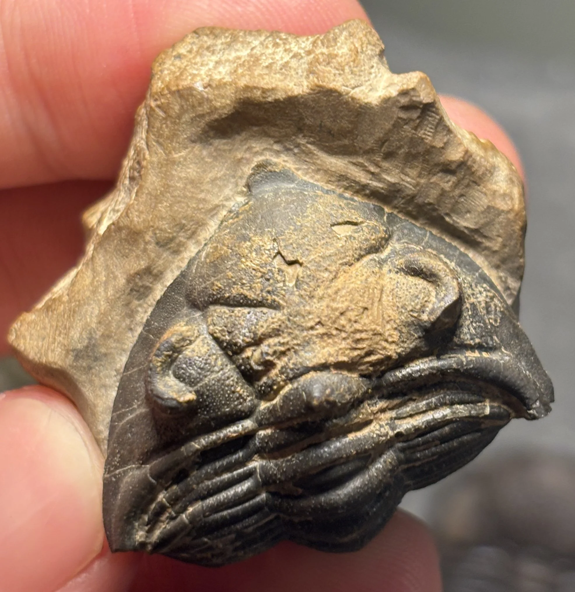 Trilobite Preparation Sequences