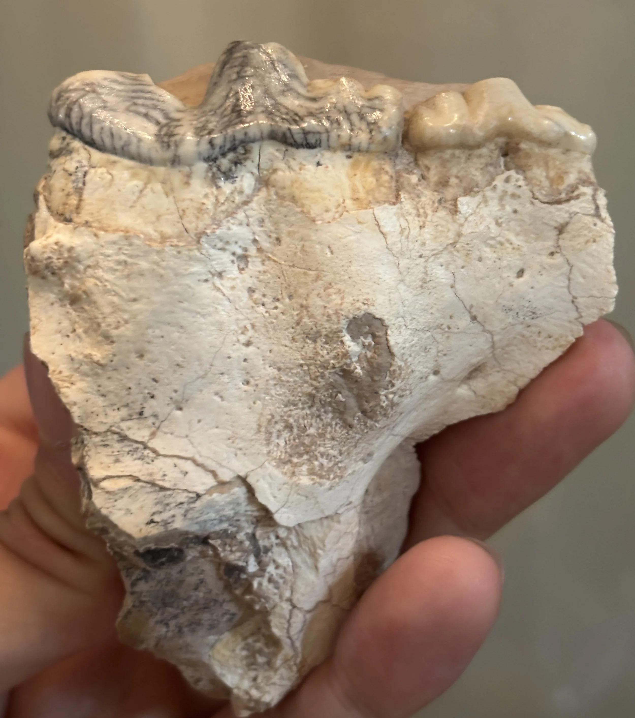 Metailurus major upper molars, Late Miocene, Guanghe Formation , Xihe, Gansu Province