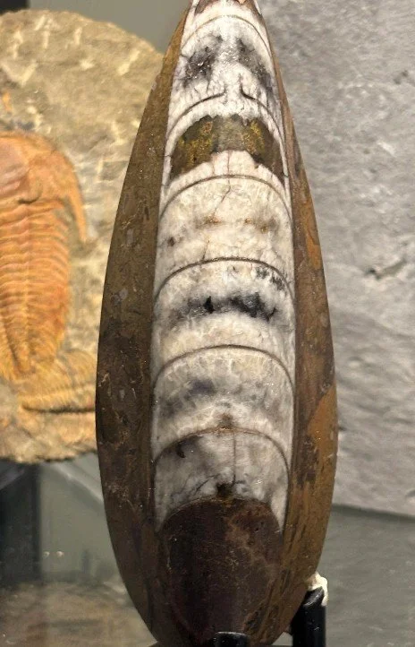 Orthocone Cephalopod, Devonian, Morocco 