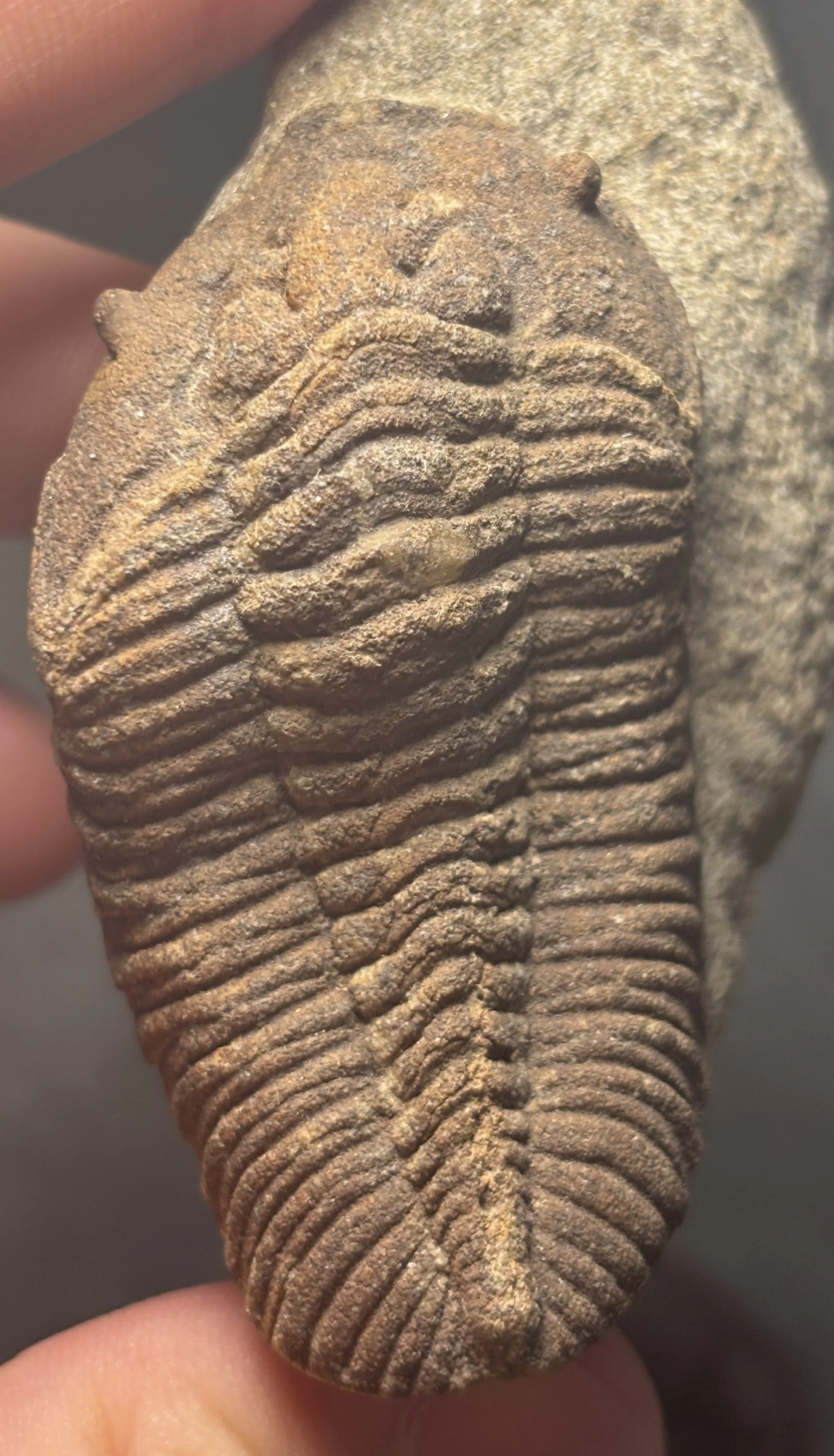 42mm unkown calymenid trilobite, Early Ordovician, Fezouata Formation, Morocco