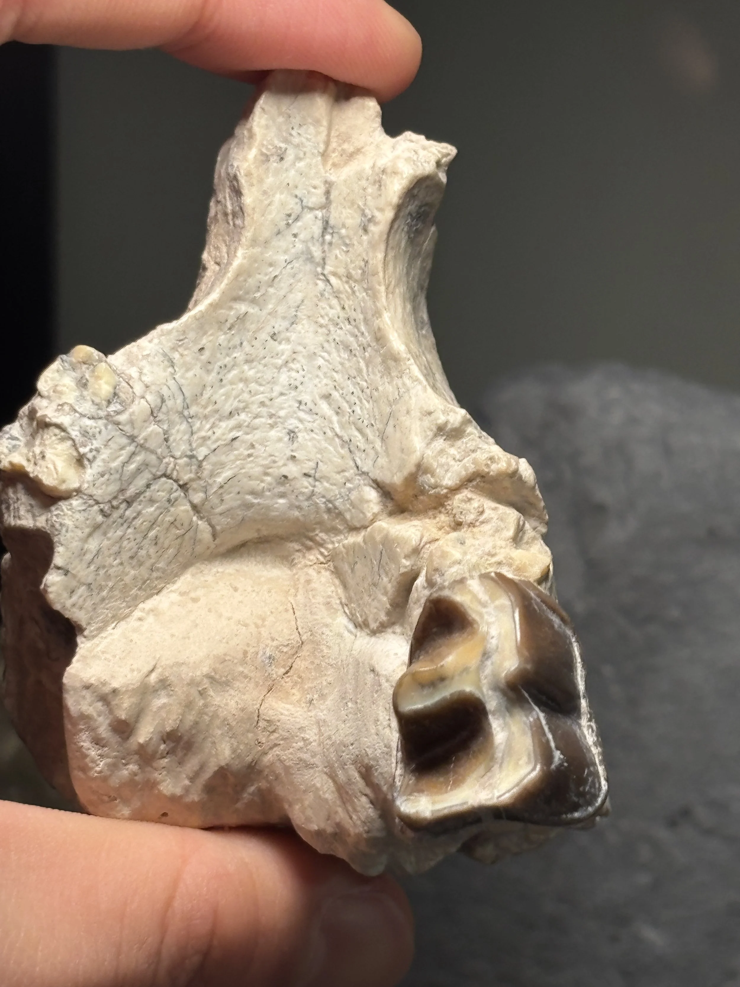 Hyracodon nebrascensis lower jaw and molar