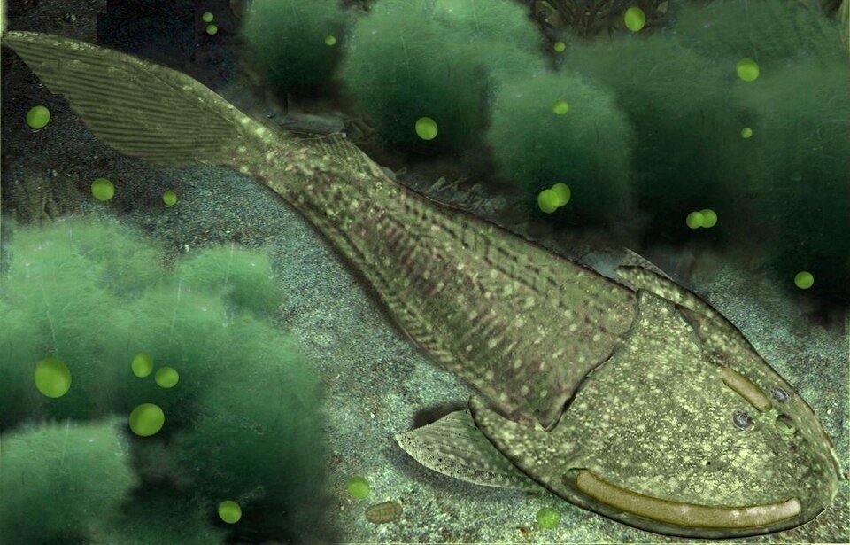 Early Fish: Ostracoderm, Rod6807, CC BY-SA 3.0  , via Wikimedia Commons