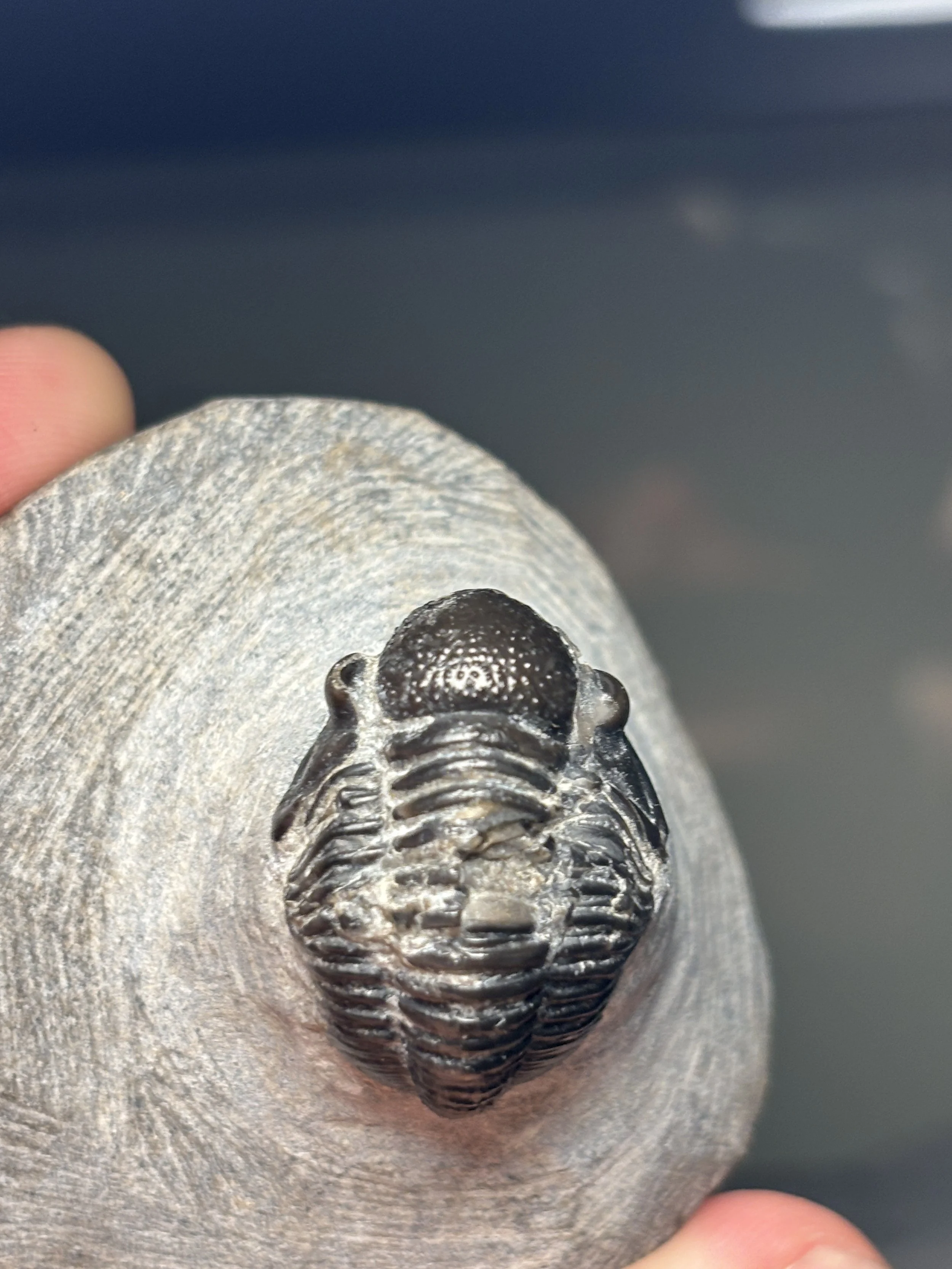 25.4mm unusually large Gerastos sp. Middle Devonian Eifelian Stage, El Otfal formation, Morocco