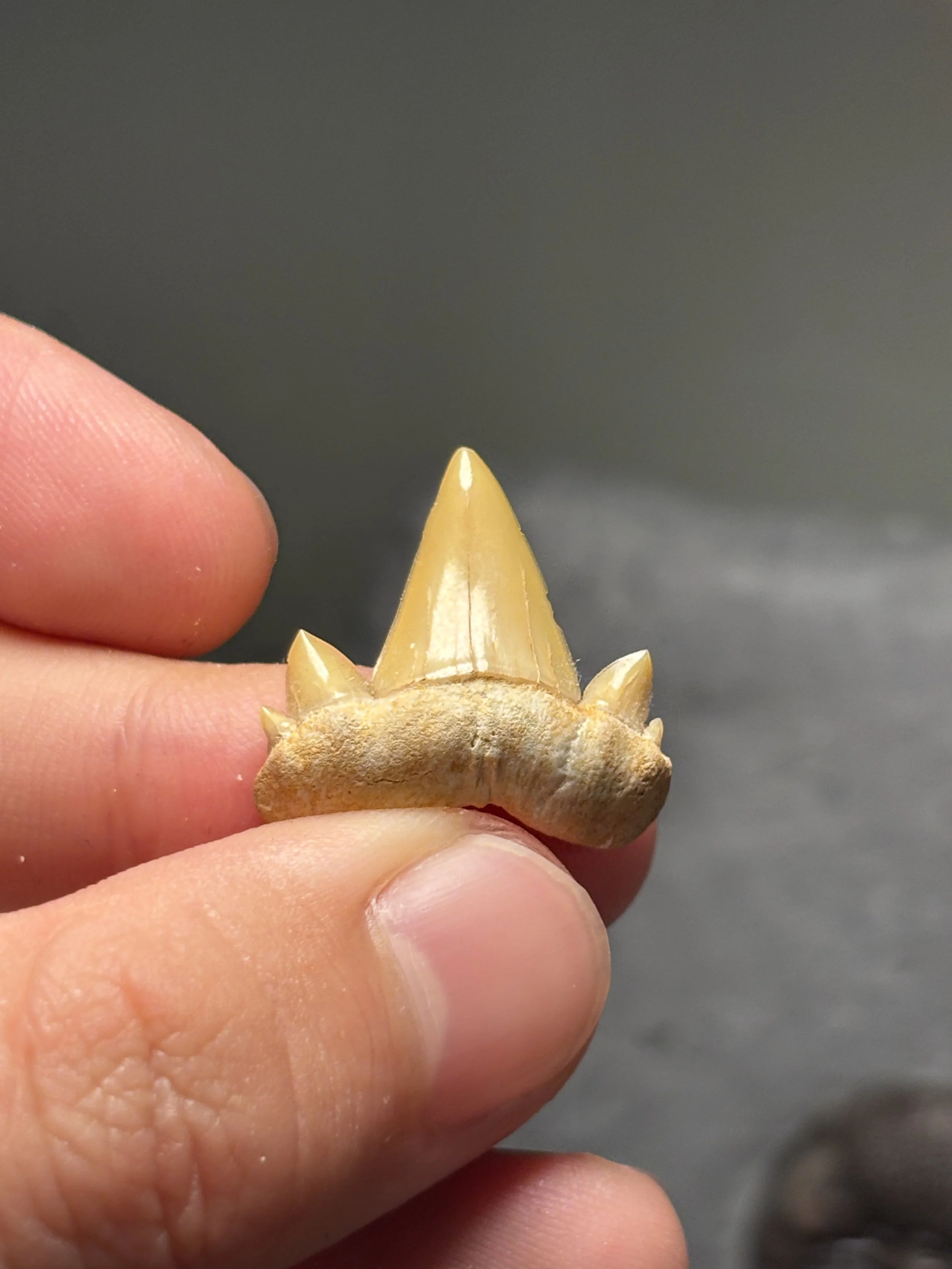 Serratolamna serrata, Late Cretaceous, Phosphate Mines, Khouribga, Morocco