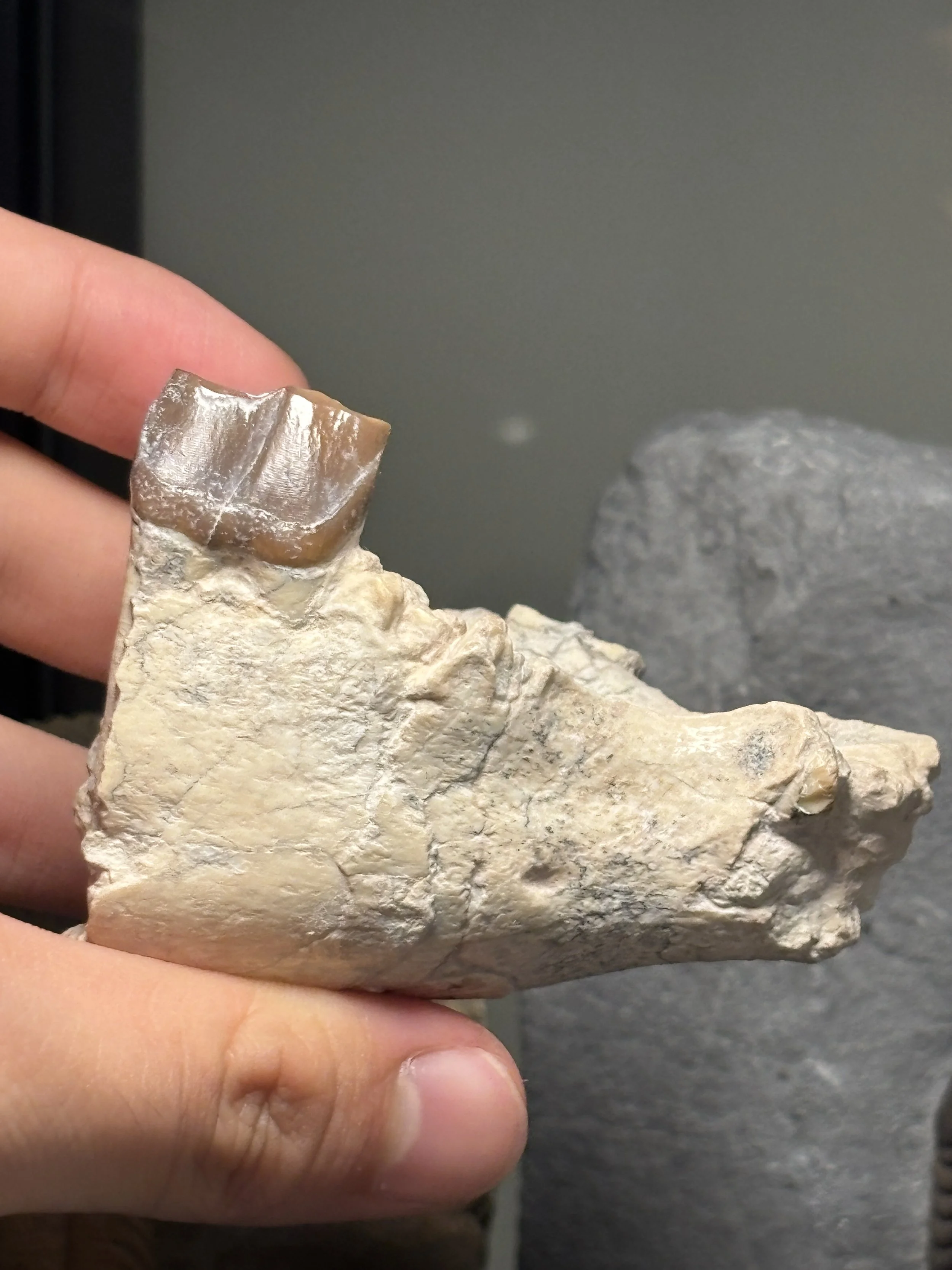 Hyracodon nebrascensis lower jaw and molar