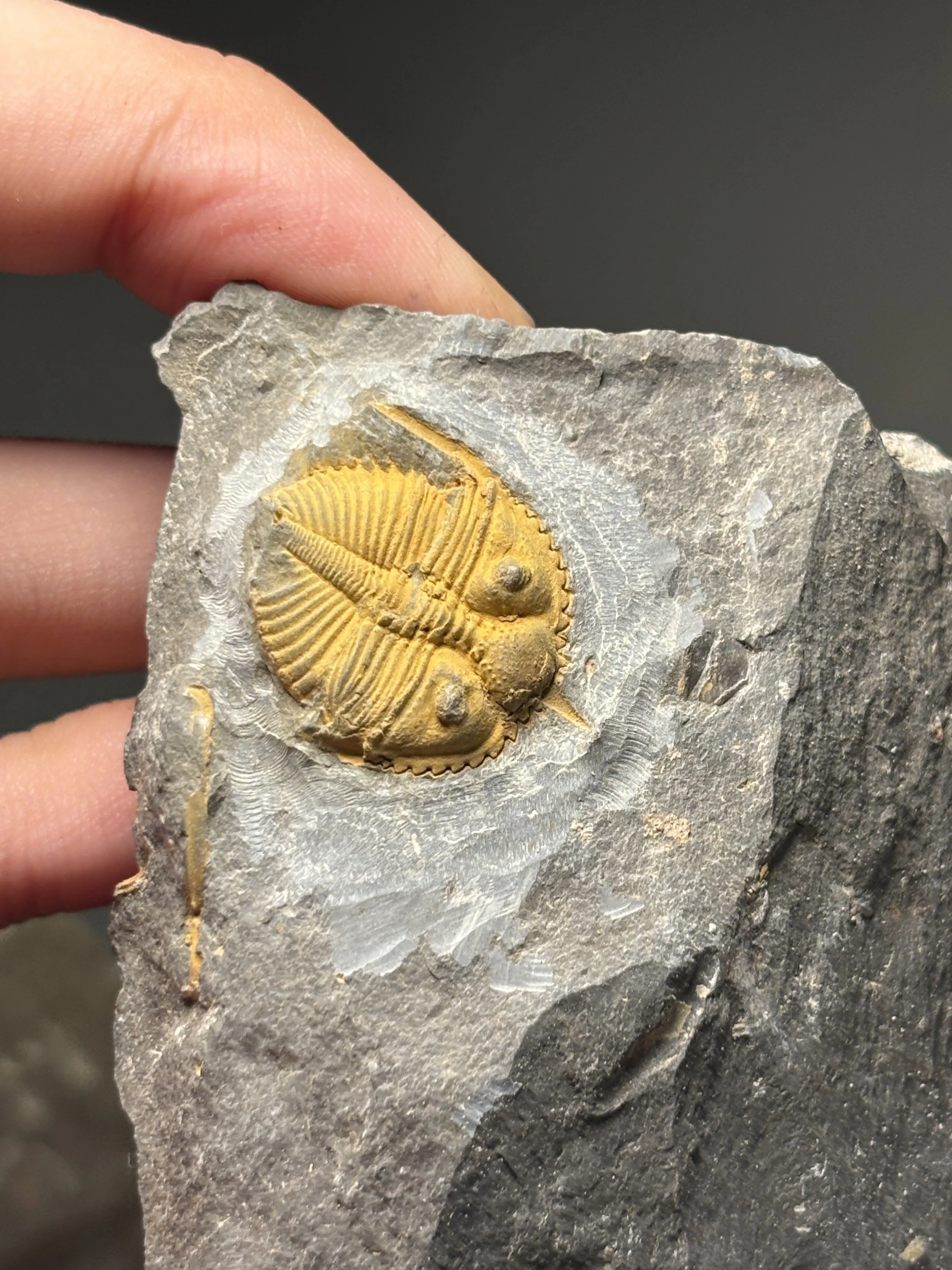 juvenile 19mm Coronocephalus gaoluoensis, Early Silurian (Llandovery stage), Xiushan formation, Yongshun county, Western Hunan province