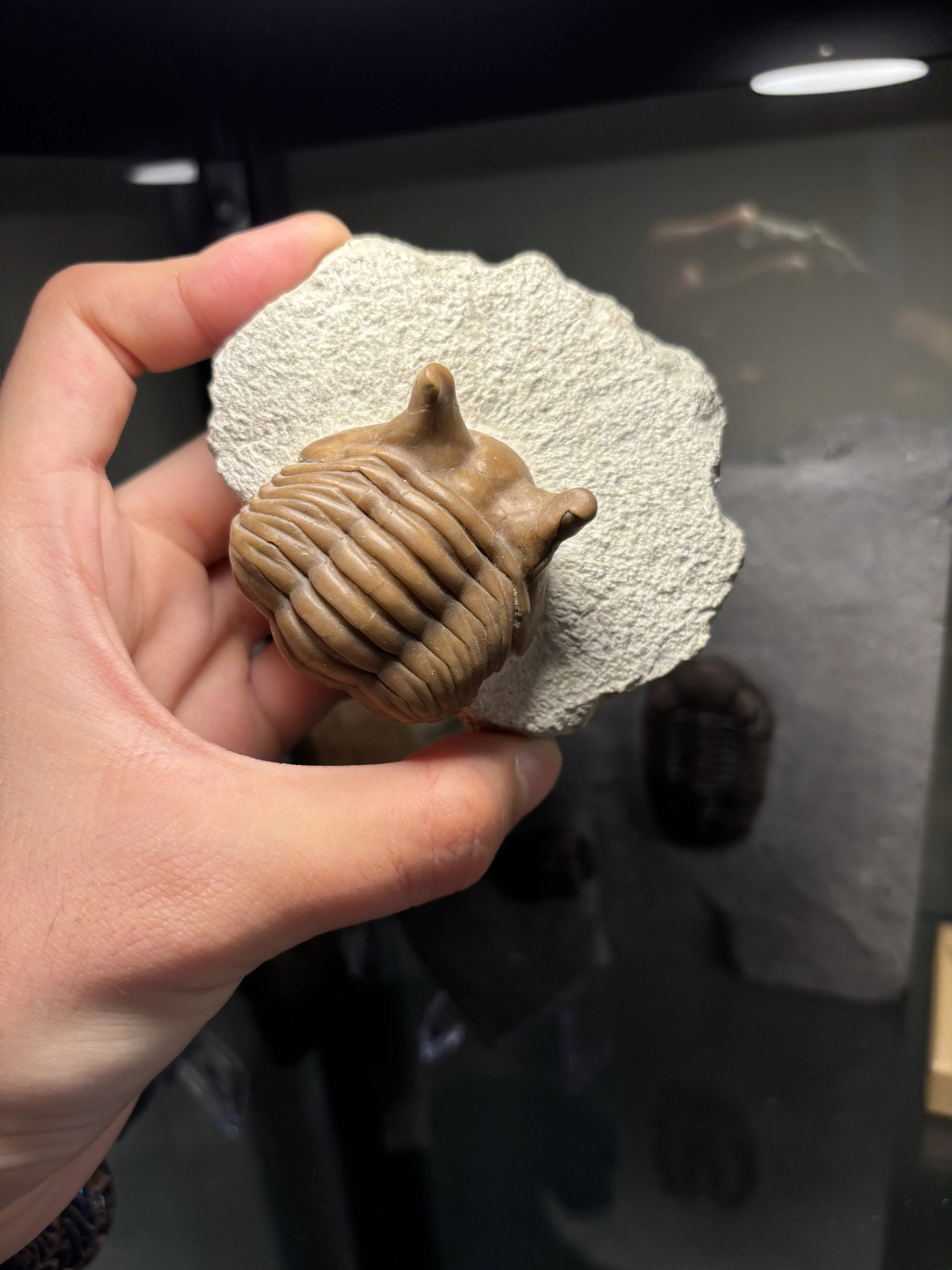 Asaphus punctatus
