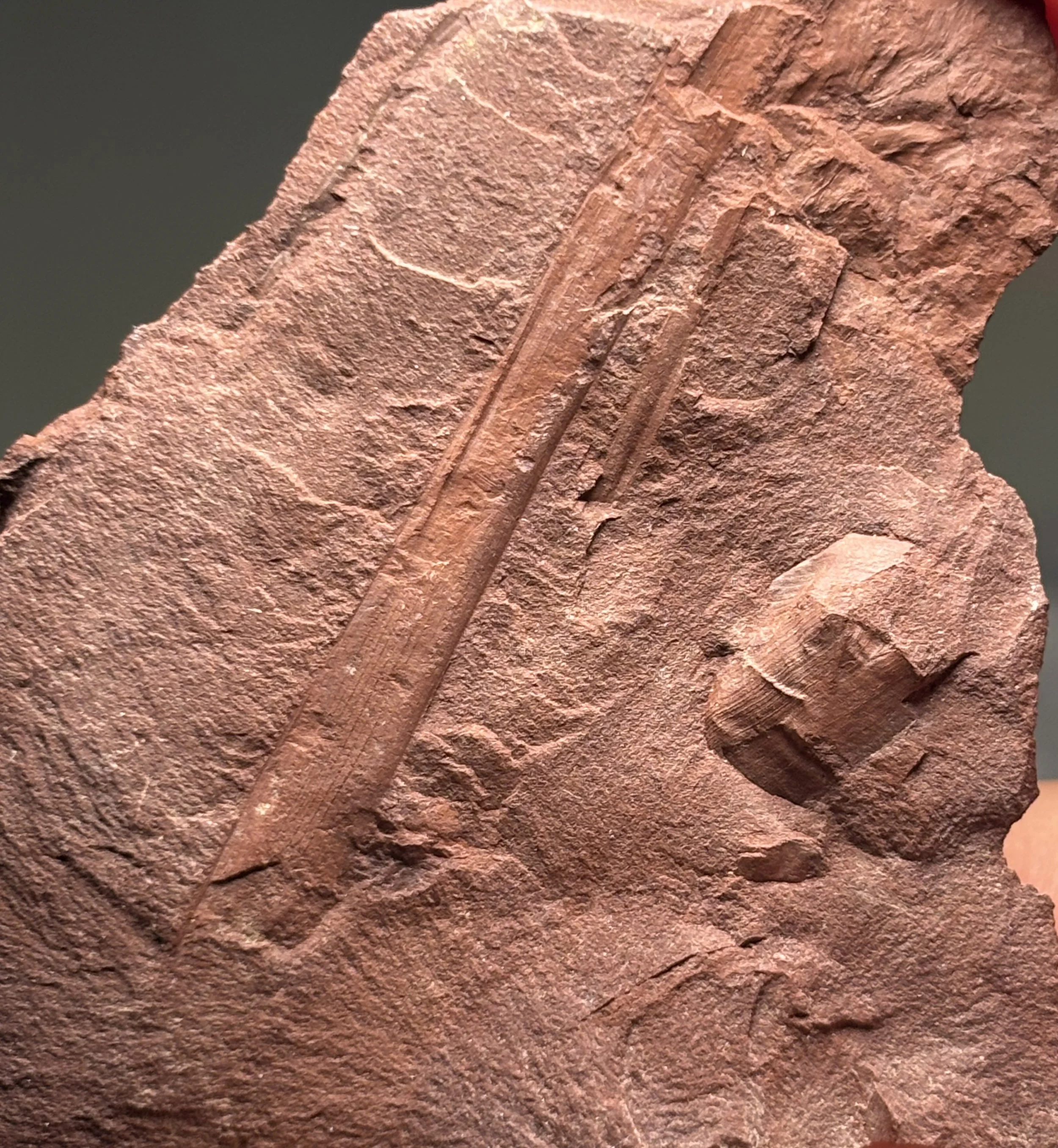 Calamites sp.