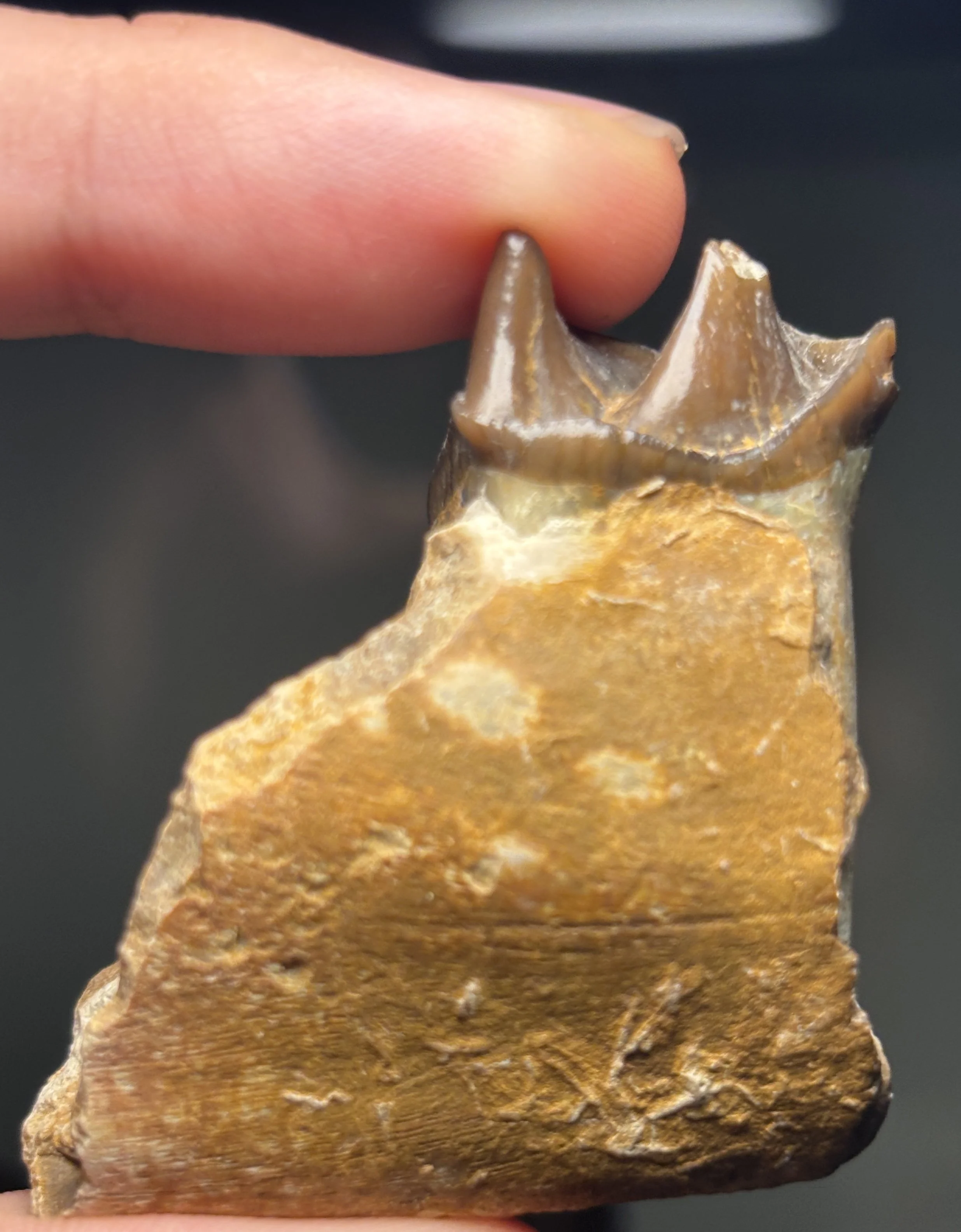 Hyracodon nebrascensis