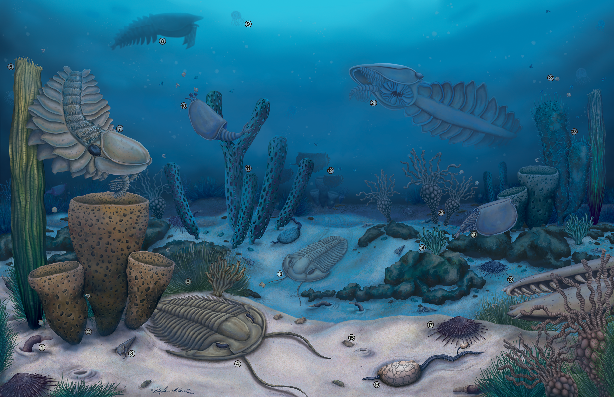 By Stephen Pates​​, et al. 2021. The diverse radiodont fauna from the Marjum Formation of Utah, USA (Cambrian: Drumian) PeerJ 9:e10509 https://doi.org/10.7717/peerj.10509, CC BY 4.0, https://commons.wikimedia.org/w/index.php?curid=132480638