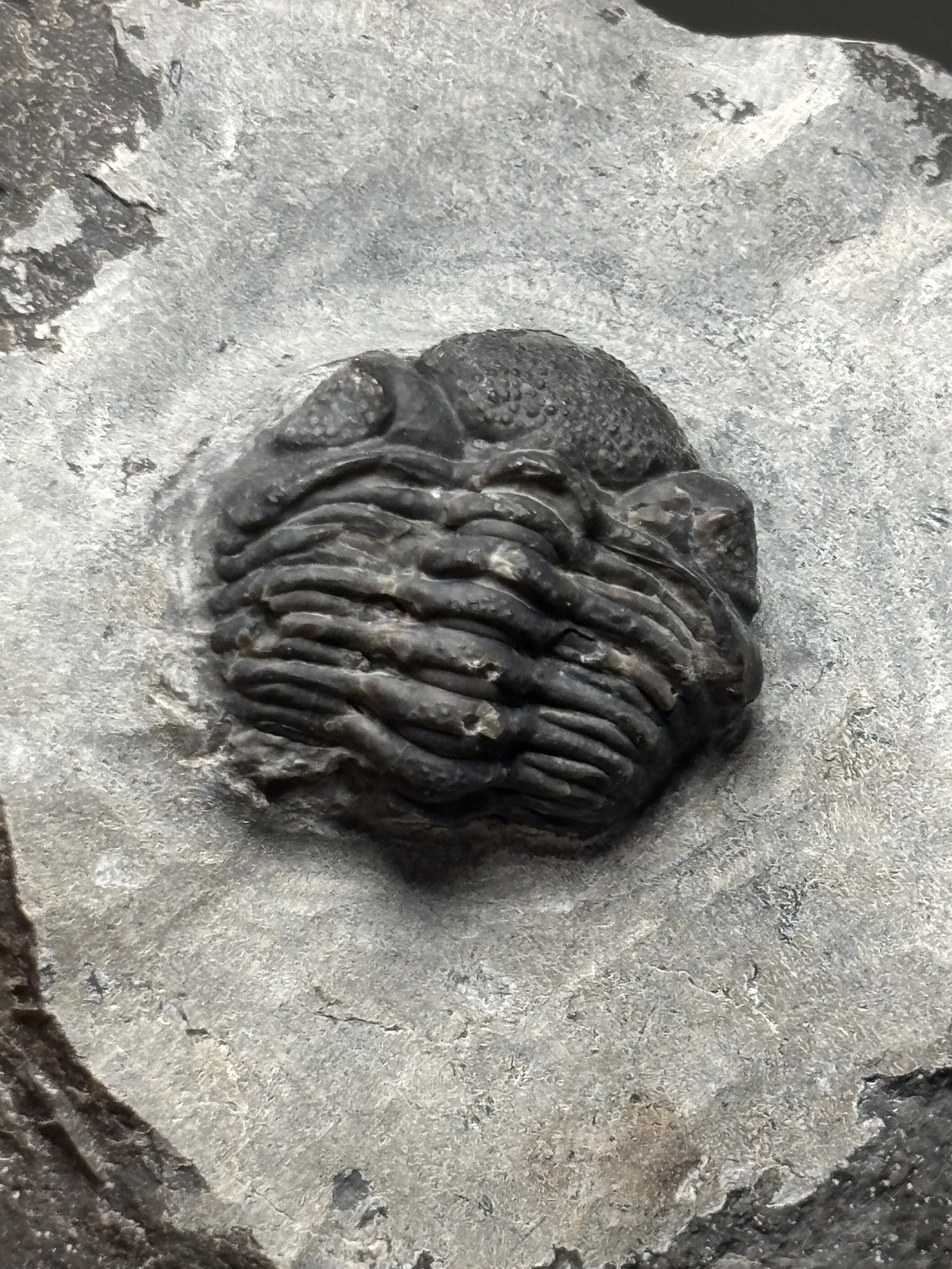 21mm Undescribed Viaphacops, Middle Devonian Eifelian stage, New York, Onondaga Formation