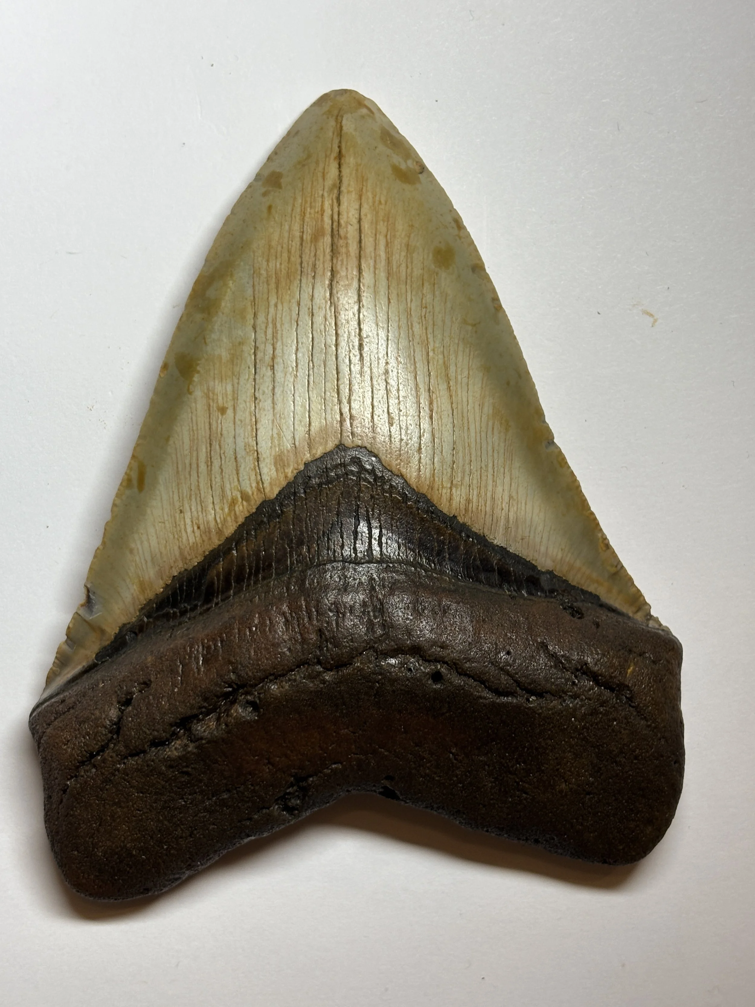 Megalodon