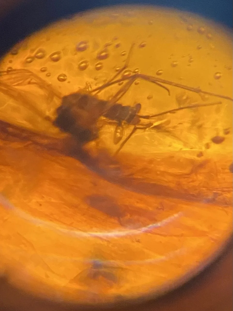 Insect Inclusions viewed under a macrolens: Chiapas Amber, Early Miocene 
