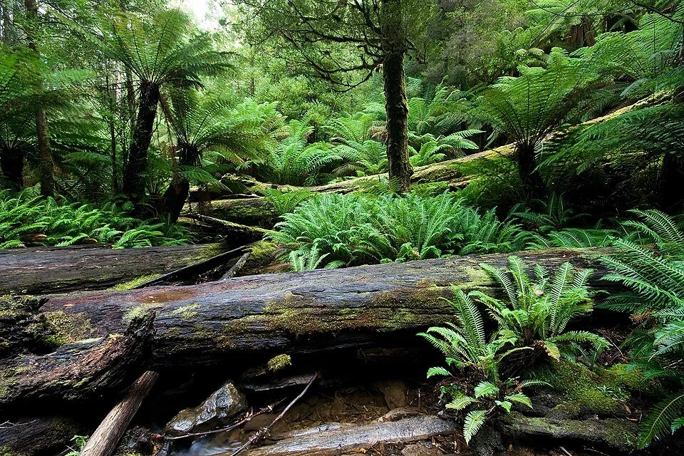 Modern Forest: Floor JJ Harrison (https://www.jjharrison.com.au/), CC BY-SA 3.0  , via Wikimedia Commons