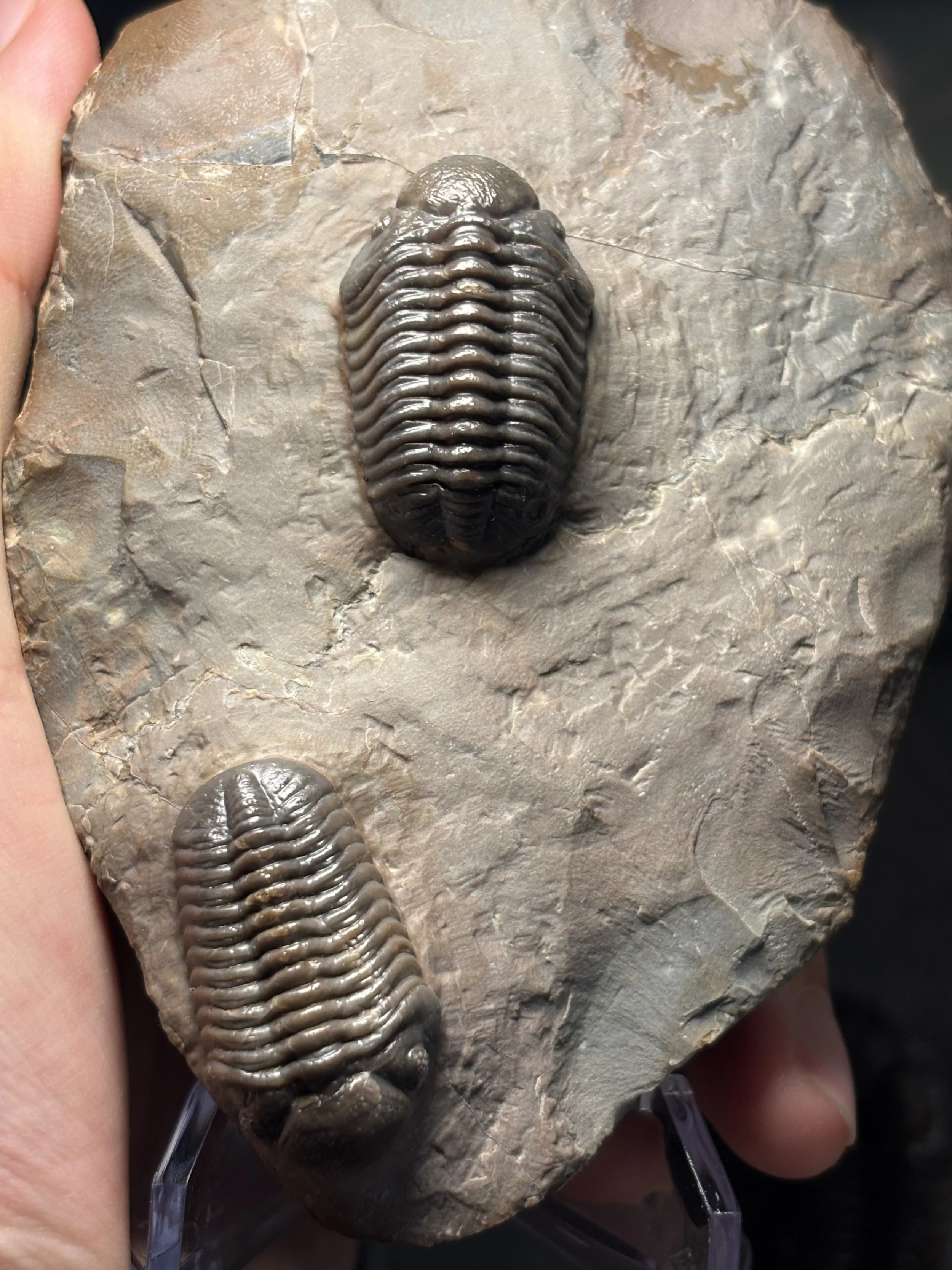 31mm, 34mm, Struveaspis sp. Middle Devonian-Eifelian Stage, Bou Tchrafine Formation, Jorf, Erfoud, Morocco