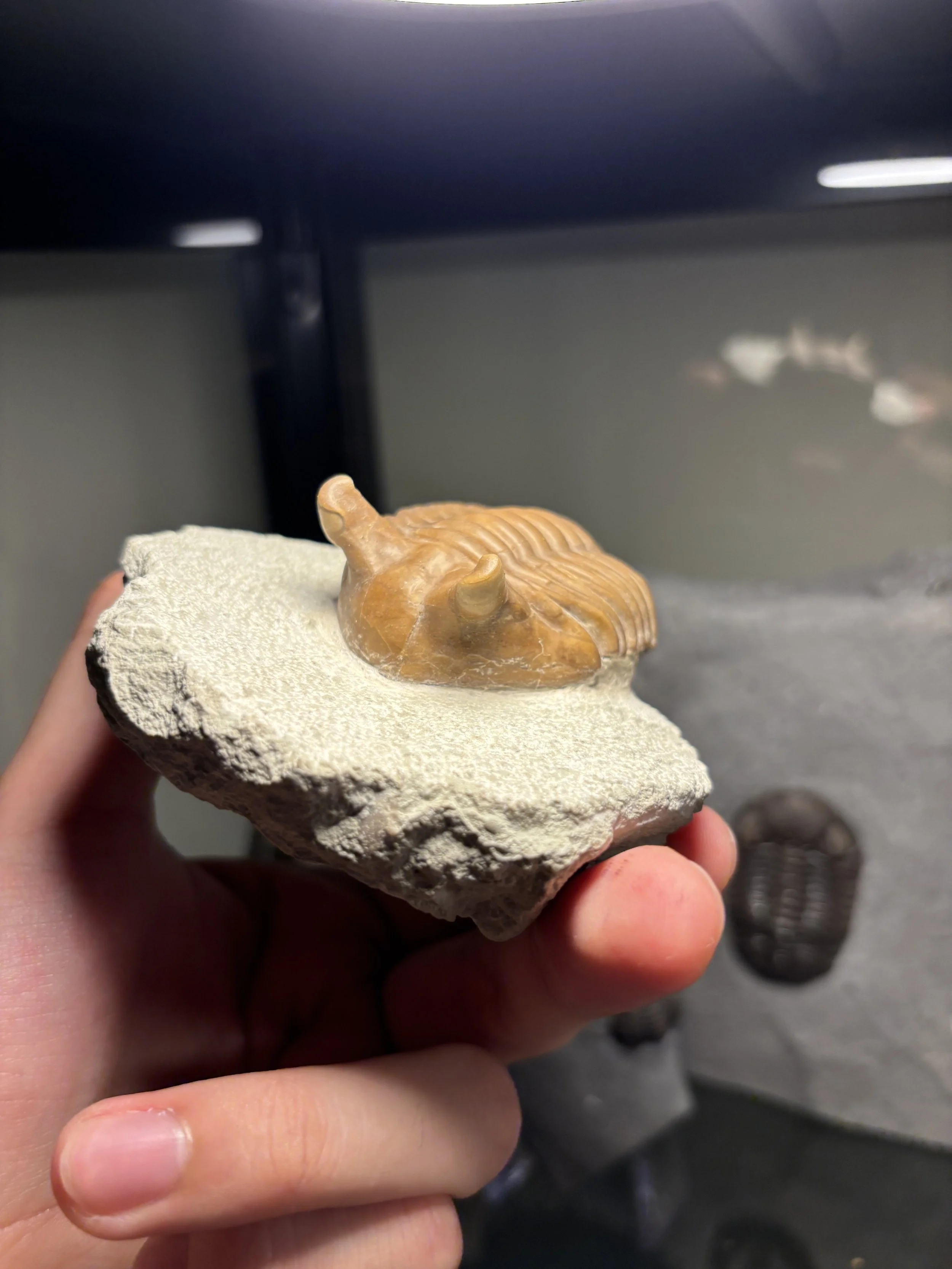 76mm Asaphus punctatus, Middle Ordovician, Asery Horizon, Lomokha Quarry, St. Petersburg region, Russia, 