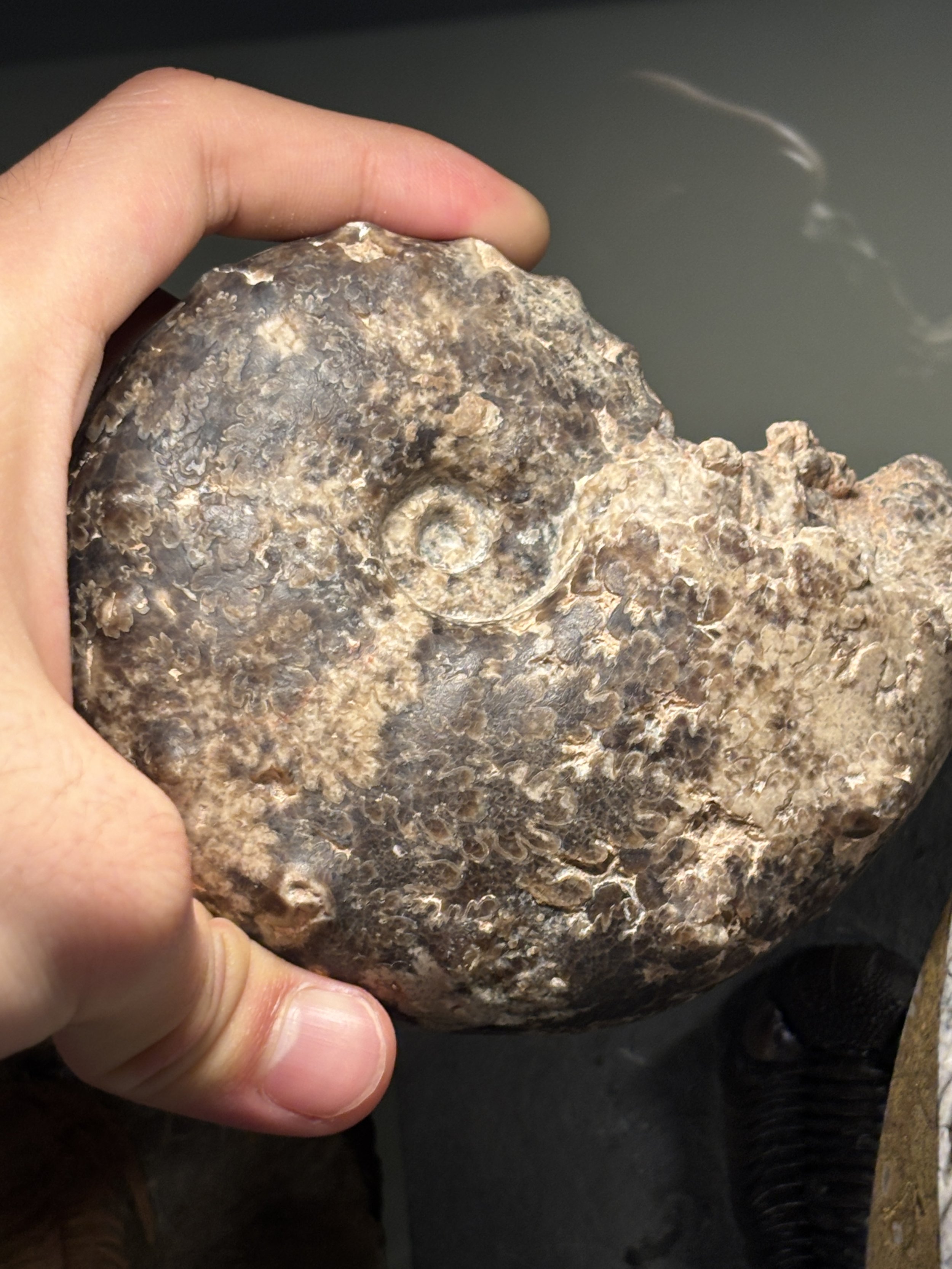 Mammites sp. Late Cretaceous, Goulmima, Morocco