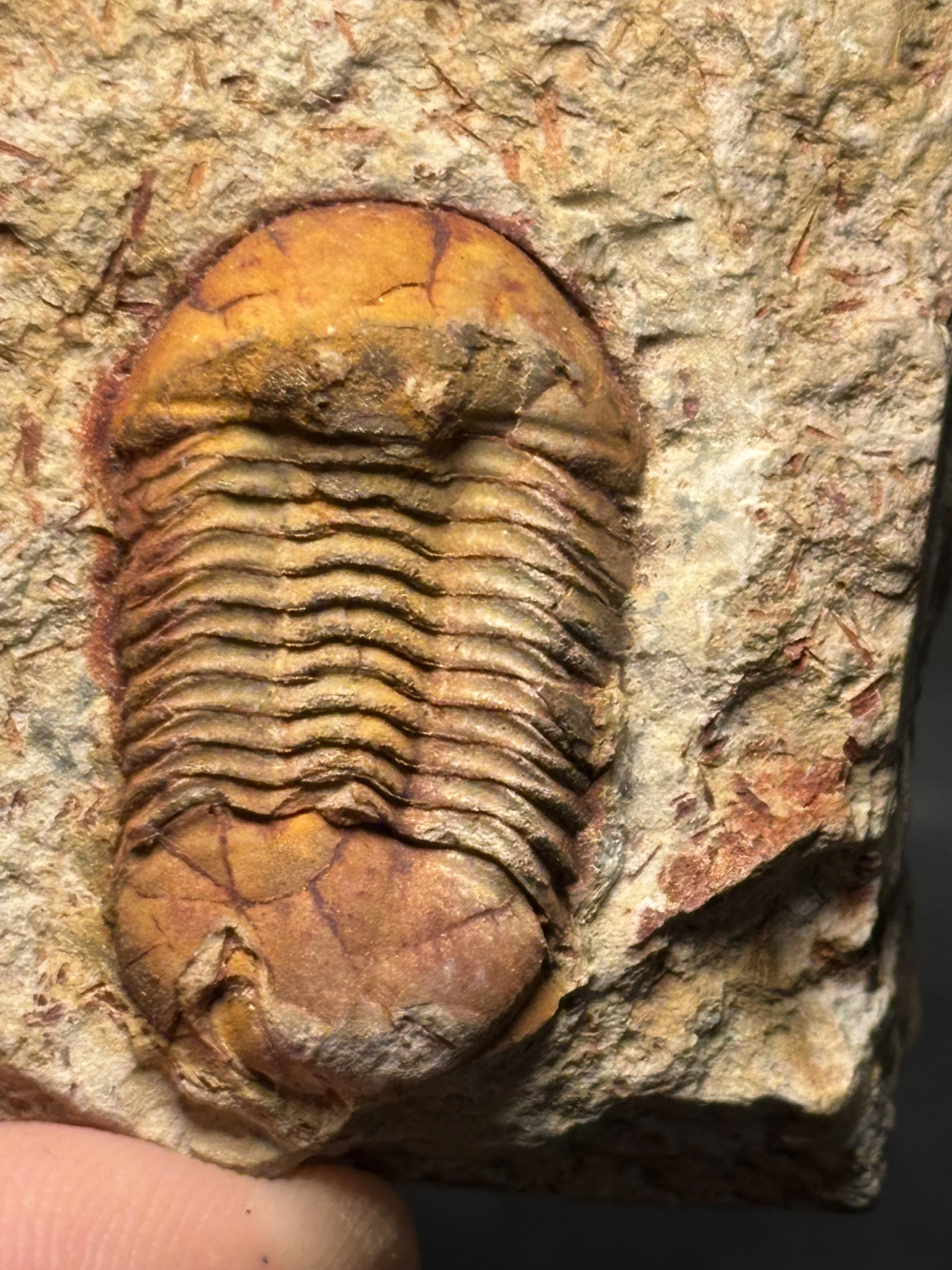 29mm Ductina vietnamica, Middle Devonian-Eifelian Stage, Nandan Formation, Hunan, China
