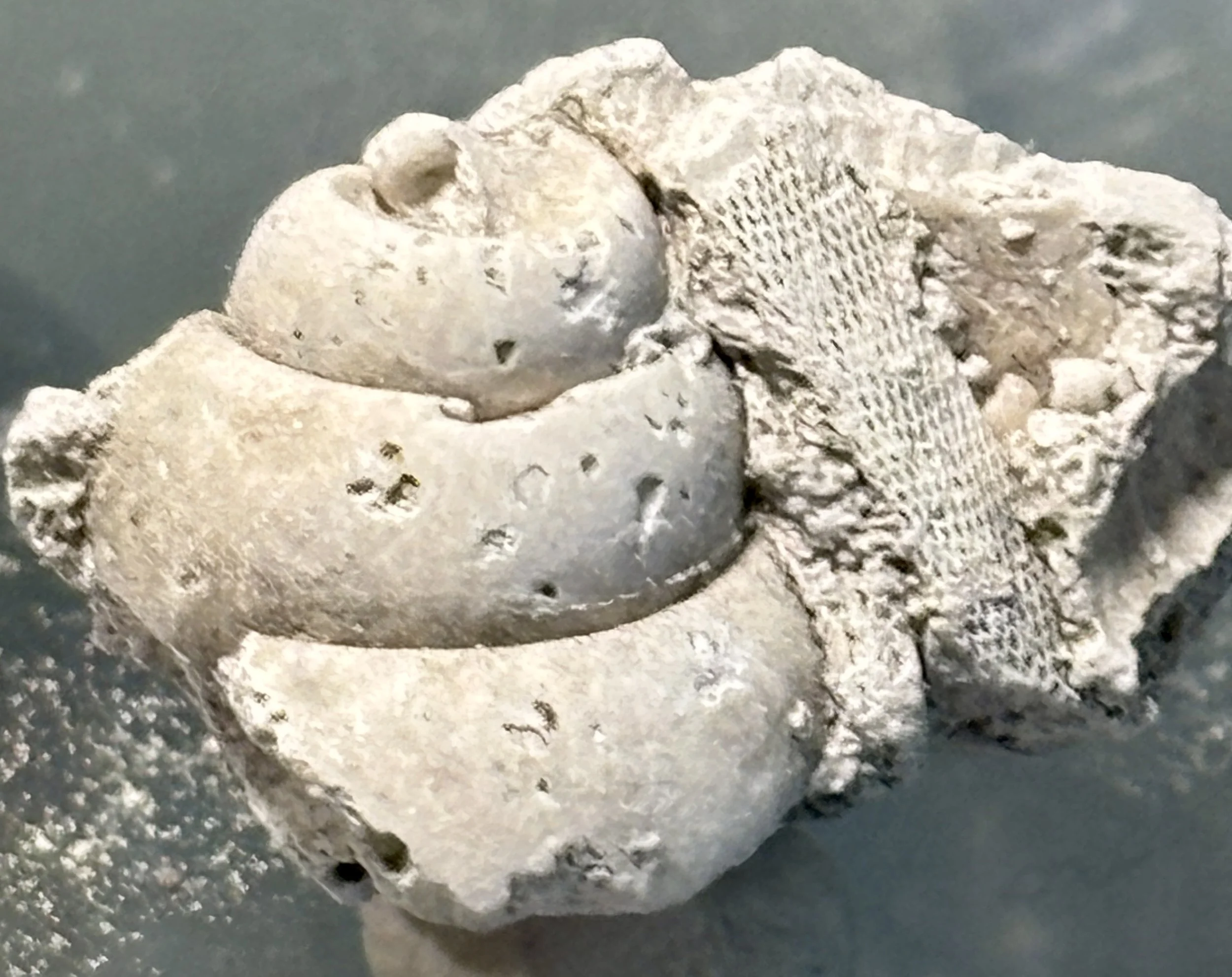 Gastropod Mold and Bryozoan Fossils, Eocene, FL, USA