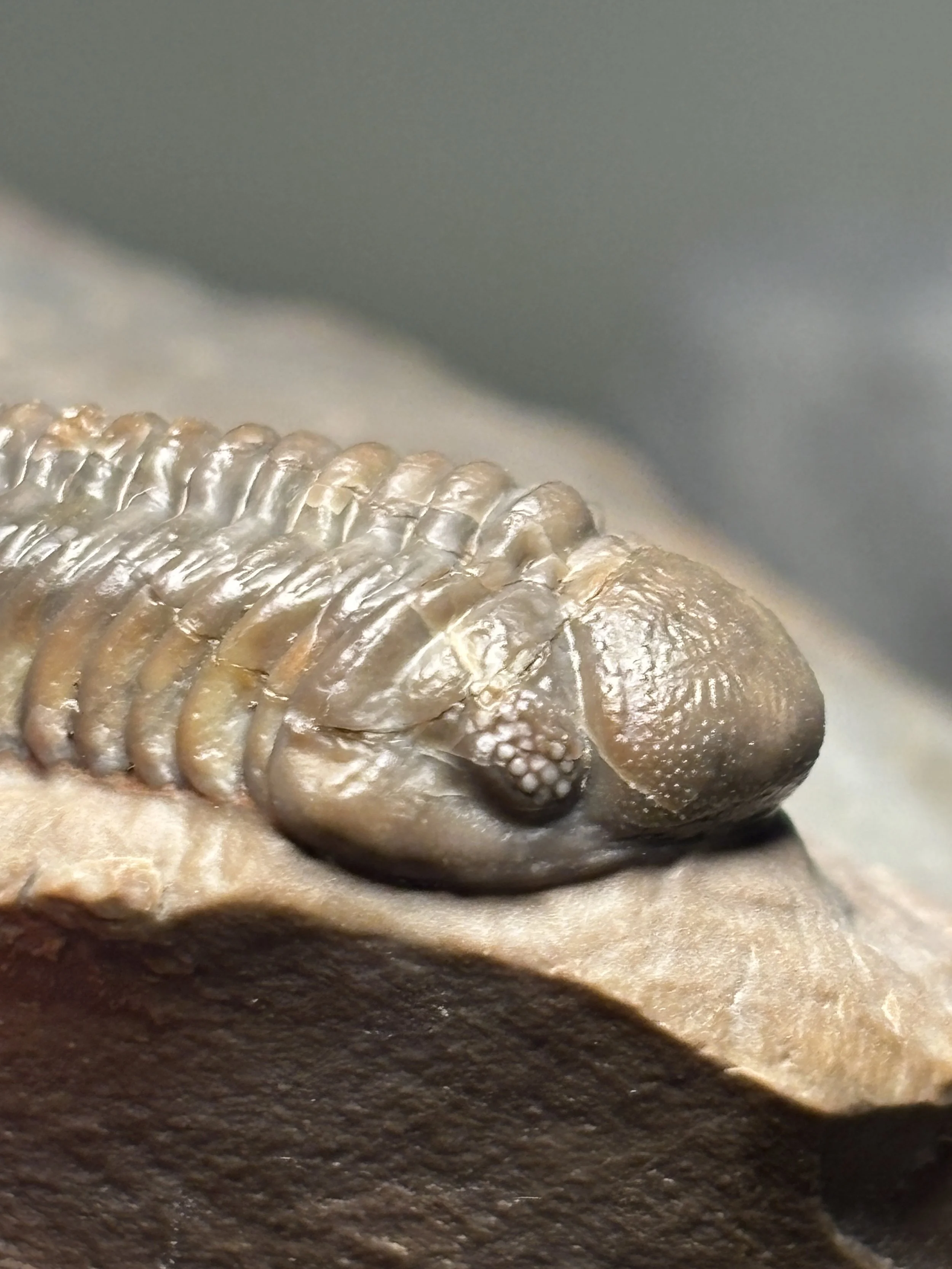 diminutive schizochroal eyes Struveaspis sp.   