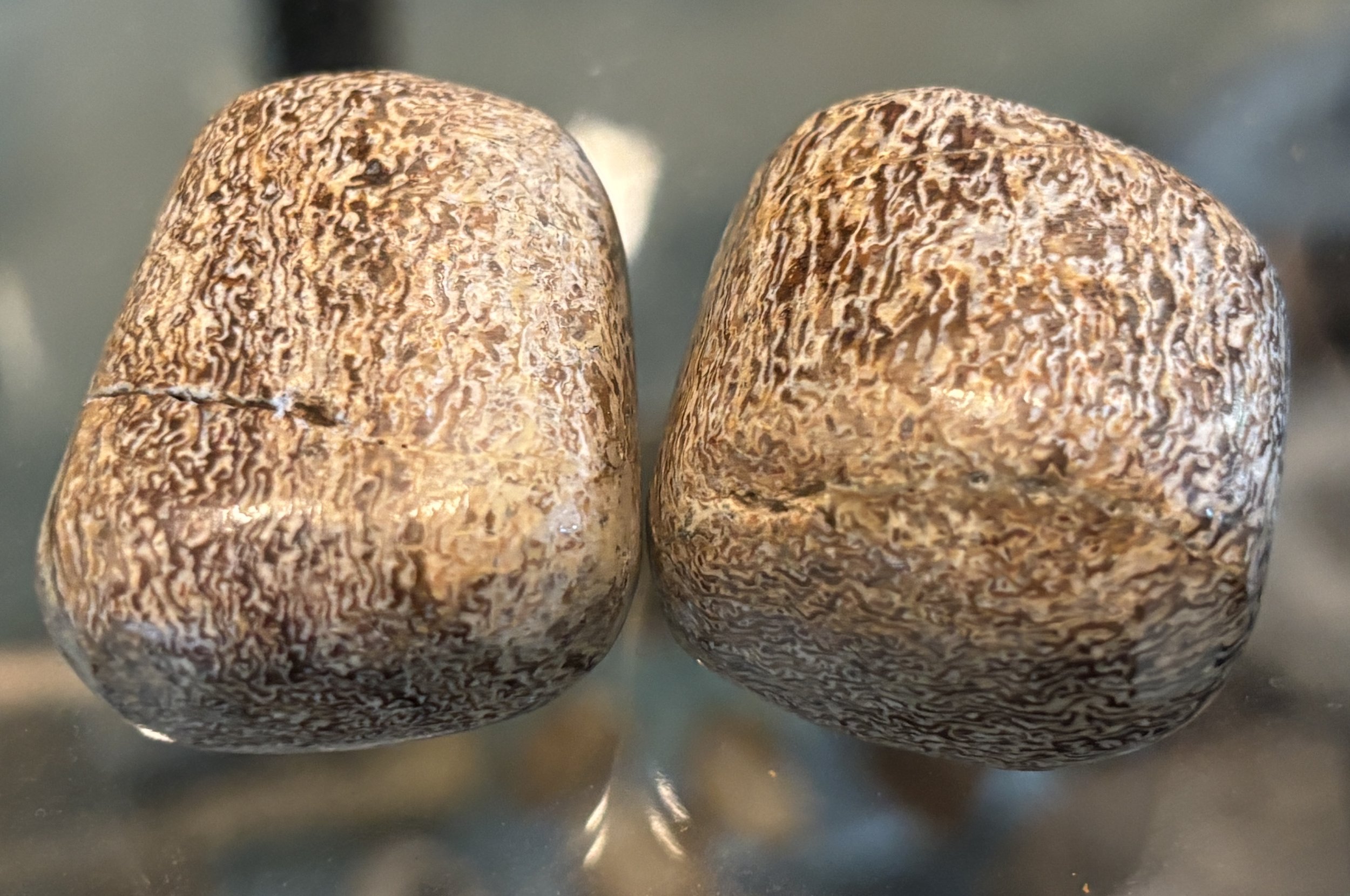 Polished, agatized bones of a unidentified sauropod dinosaur-Early Cretaceous, Morocco