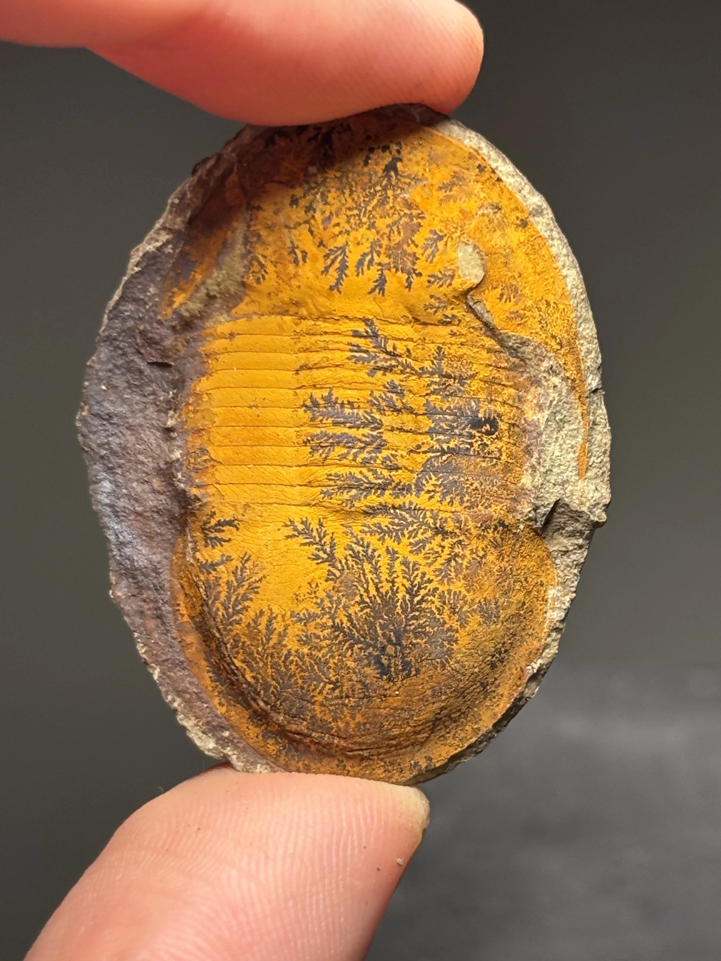 43mm positive Ciliscutellum ciliensis, Lungmachi formation, Lower Silurian  deposits of Hunan, China