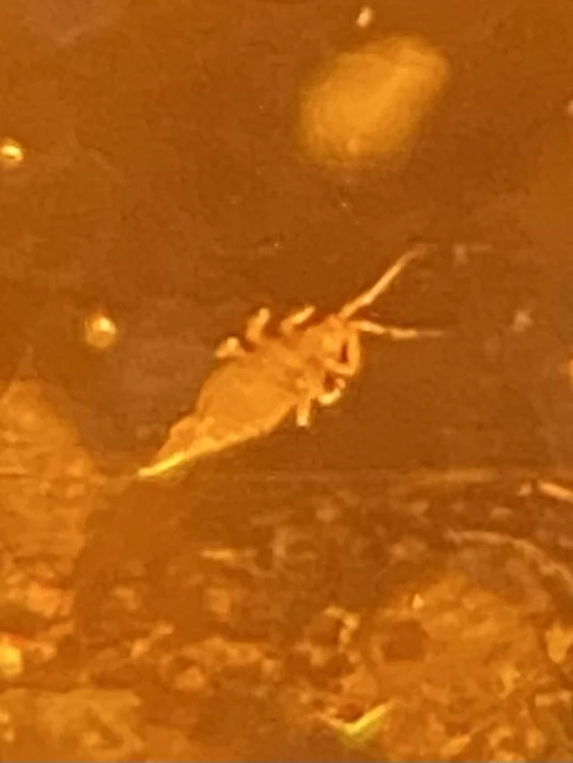 Early Insect Amber Inclusion