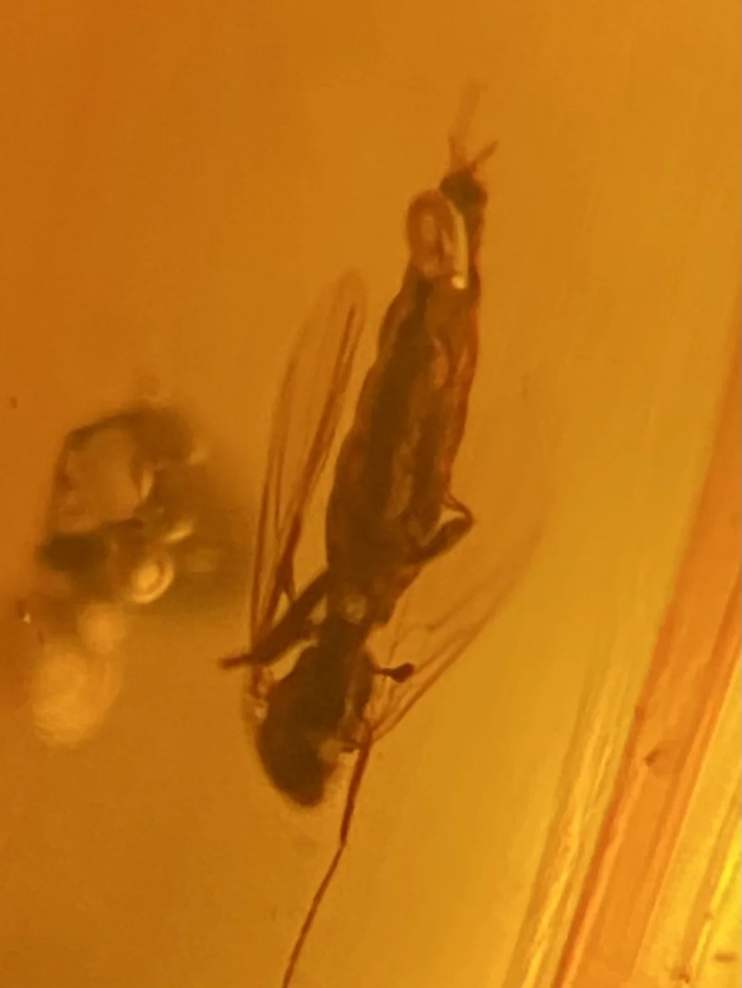 Winged Insect Inclusion