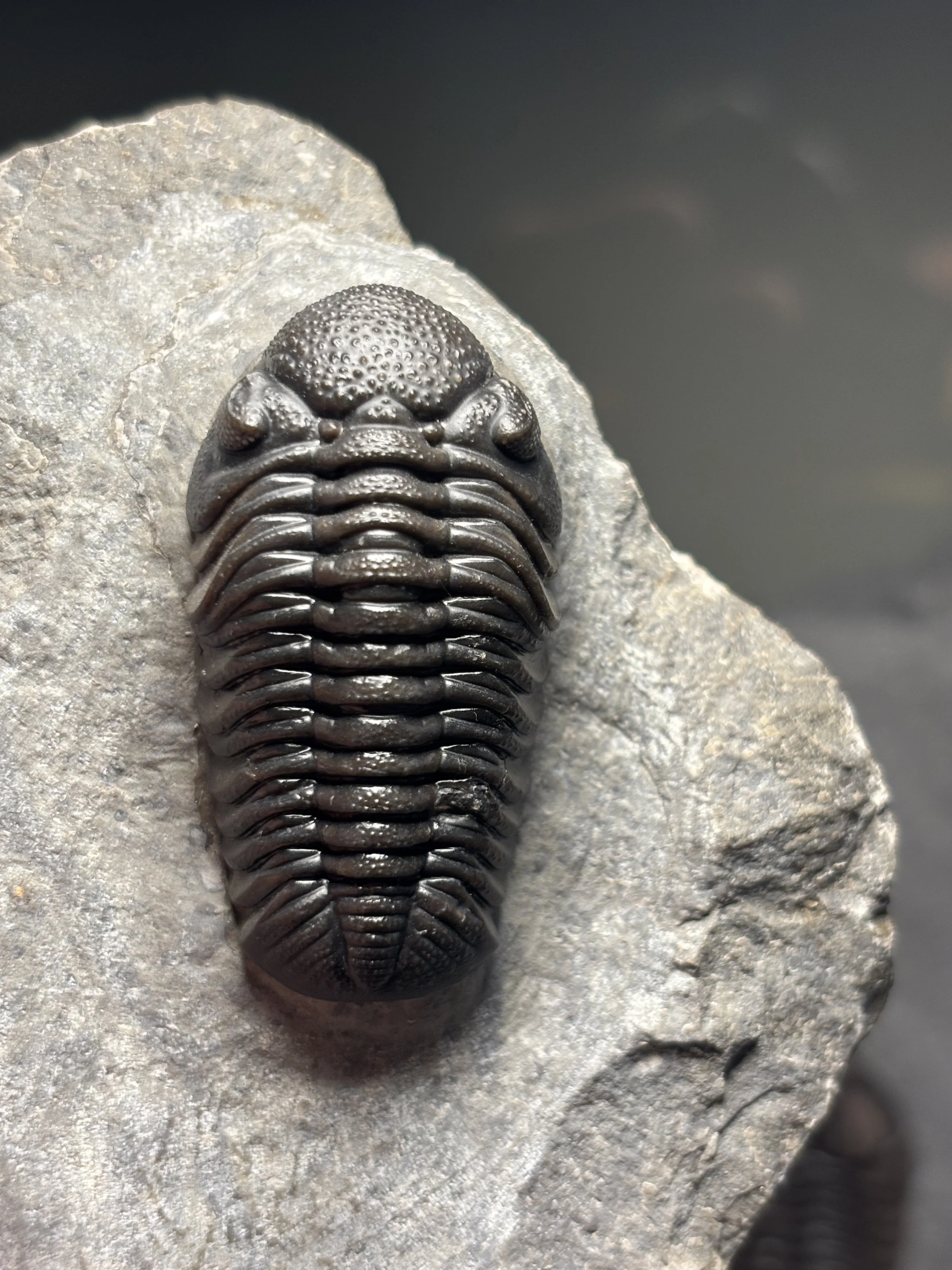 45mm Morocops ovatus, Lower Devonian Emsian stage, Taharajat Jbel Oufaten, Drâa-Tafilalet, Morocco