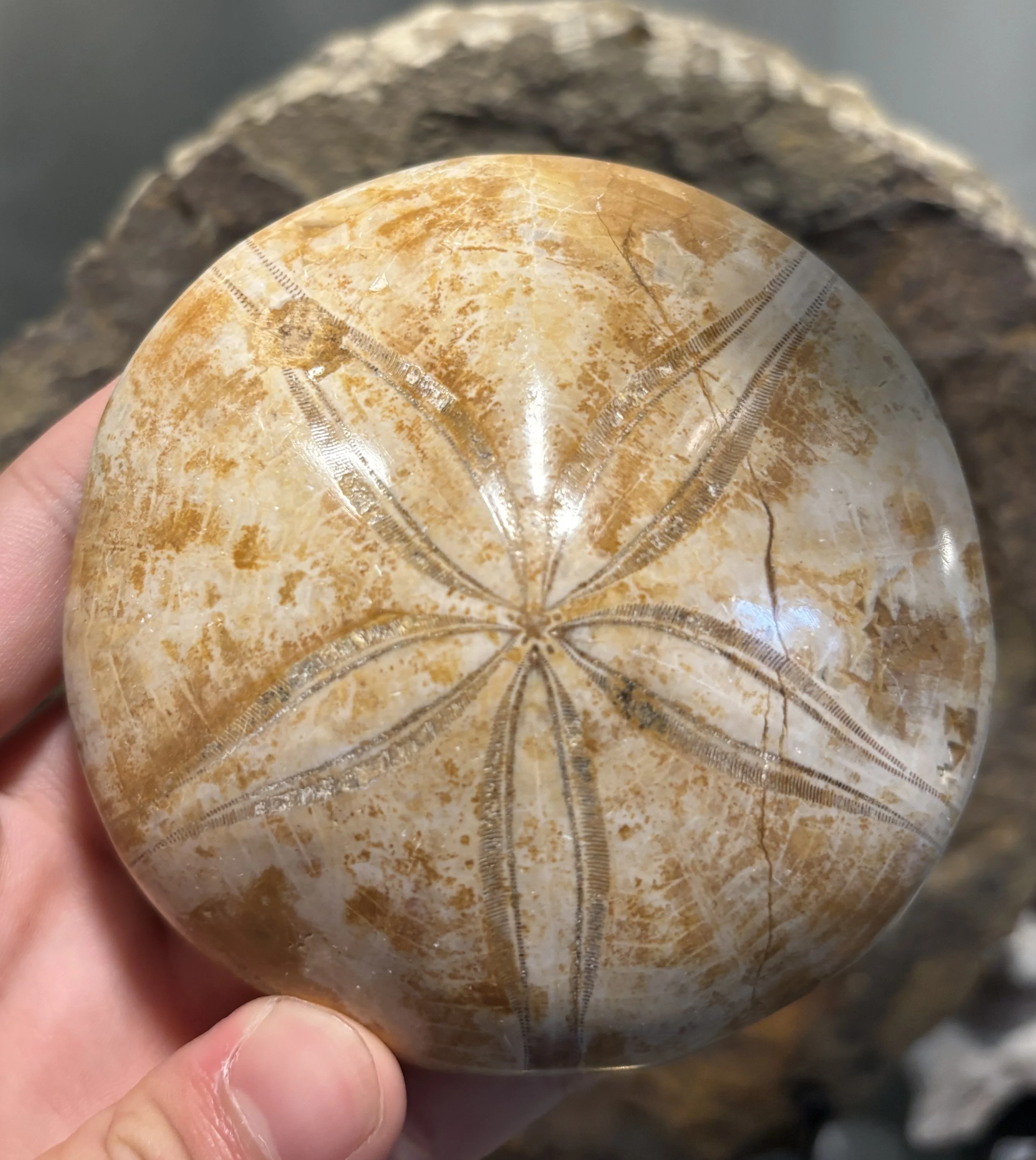 Mepygurus marmonti, Middle Jurassic, Madagascar