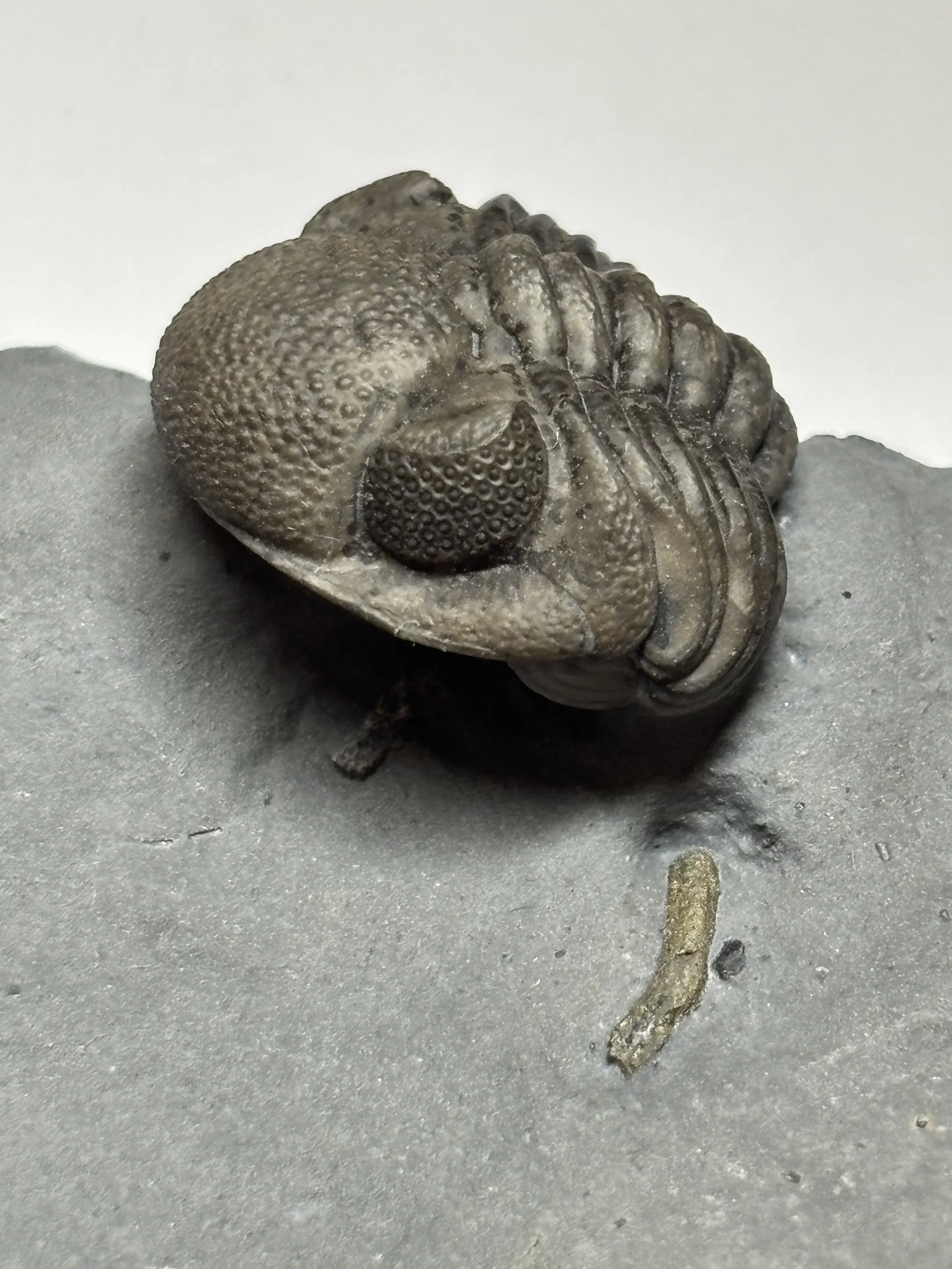 Article Linked: "Eldredgeops Camouflage"