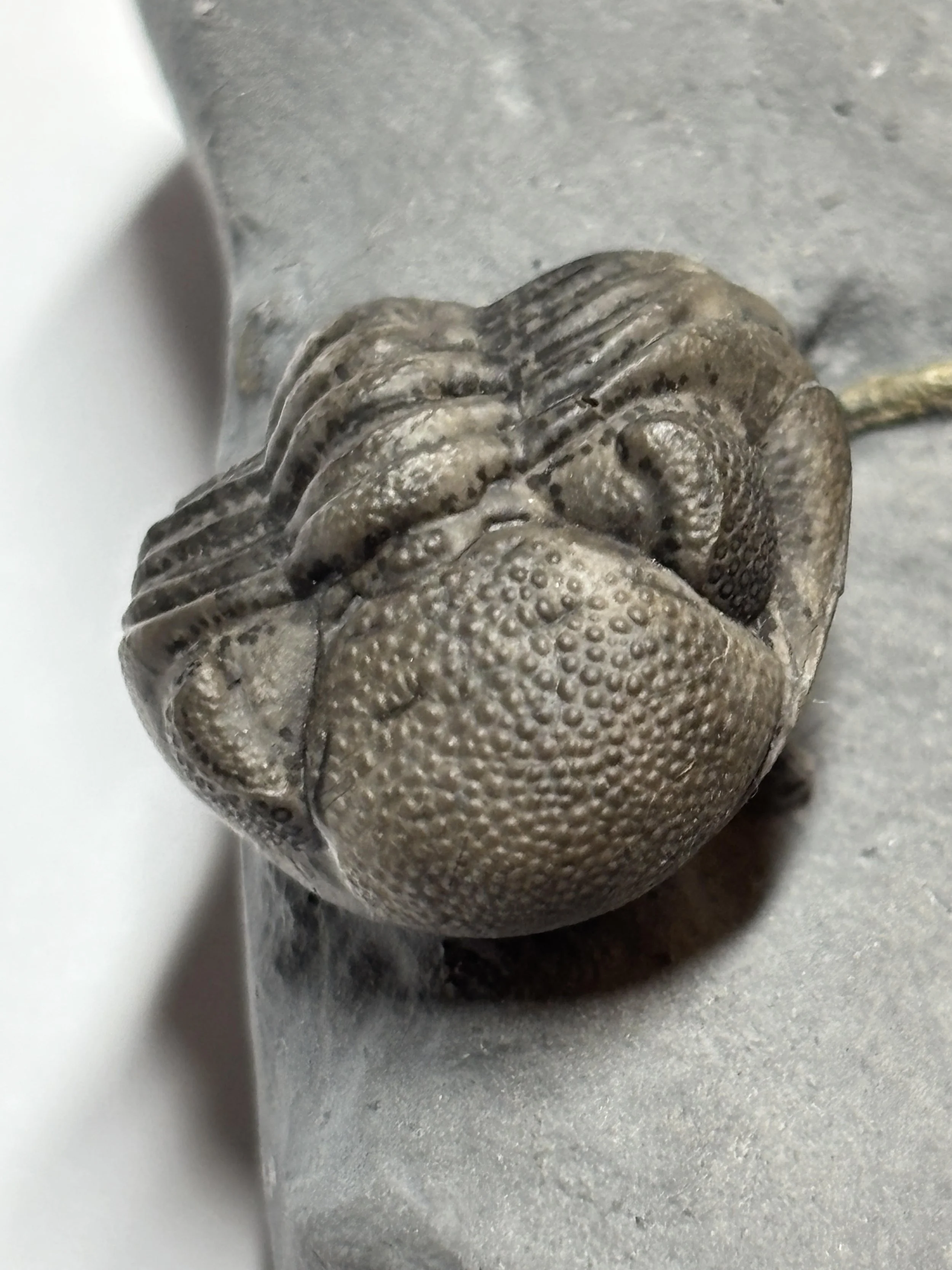 well-preserved specimen representative of camouflage patterns: of scientific significance