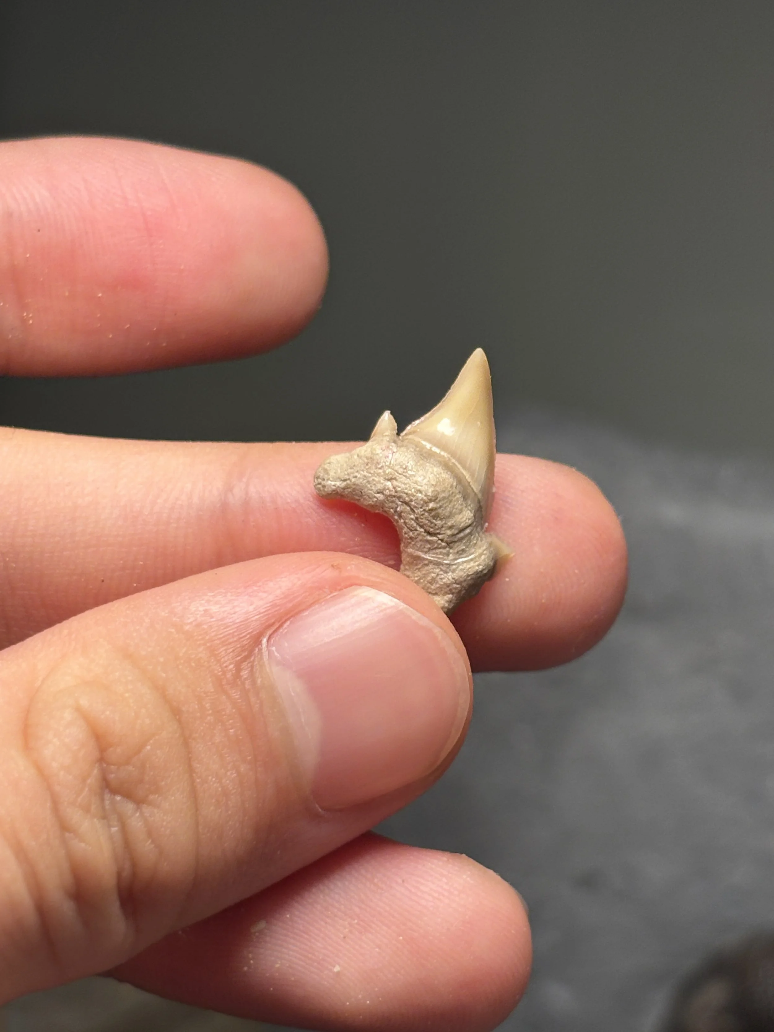 juvenile, pathological Otodus Obliquus,  Eocene, Phosphate Mines, Khouribga, Morocco
