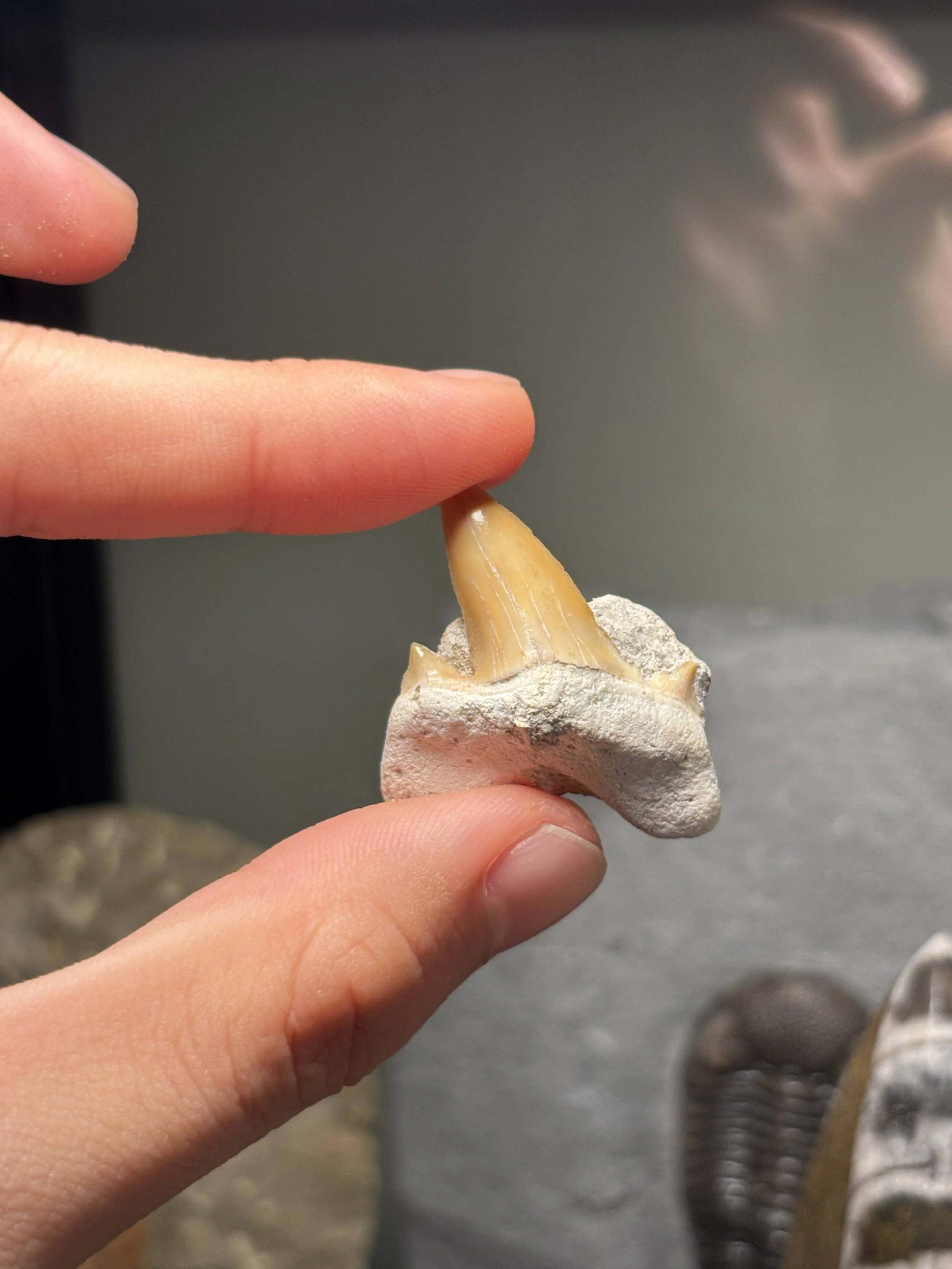 Adult Otodus obliquus, Eocene, Phosphate Mines, Khouribga, Morocco
